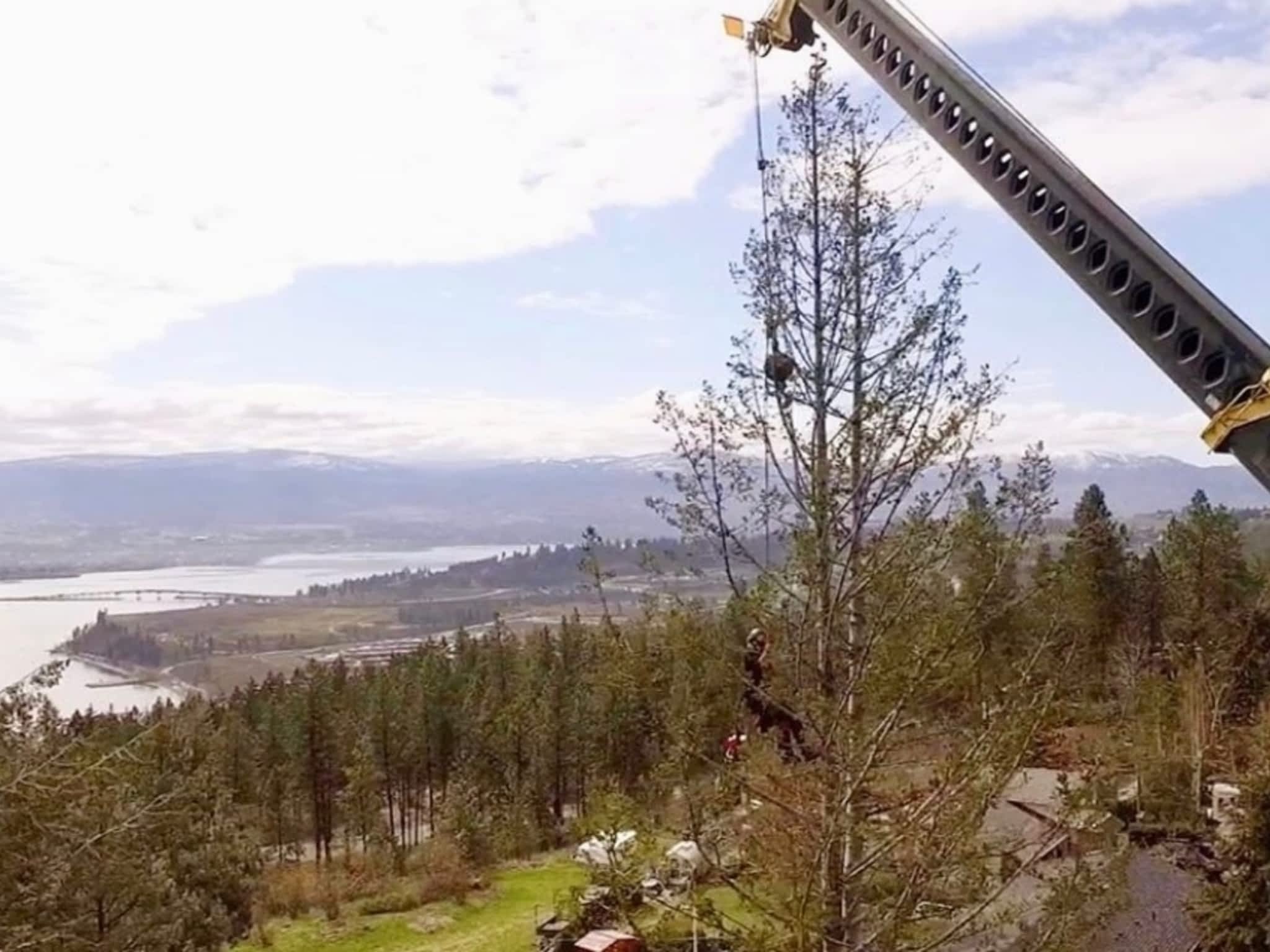 photo Action Tree Service