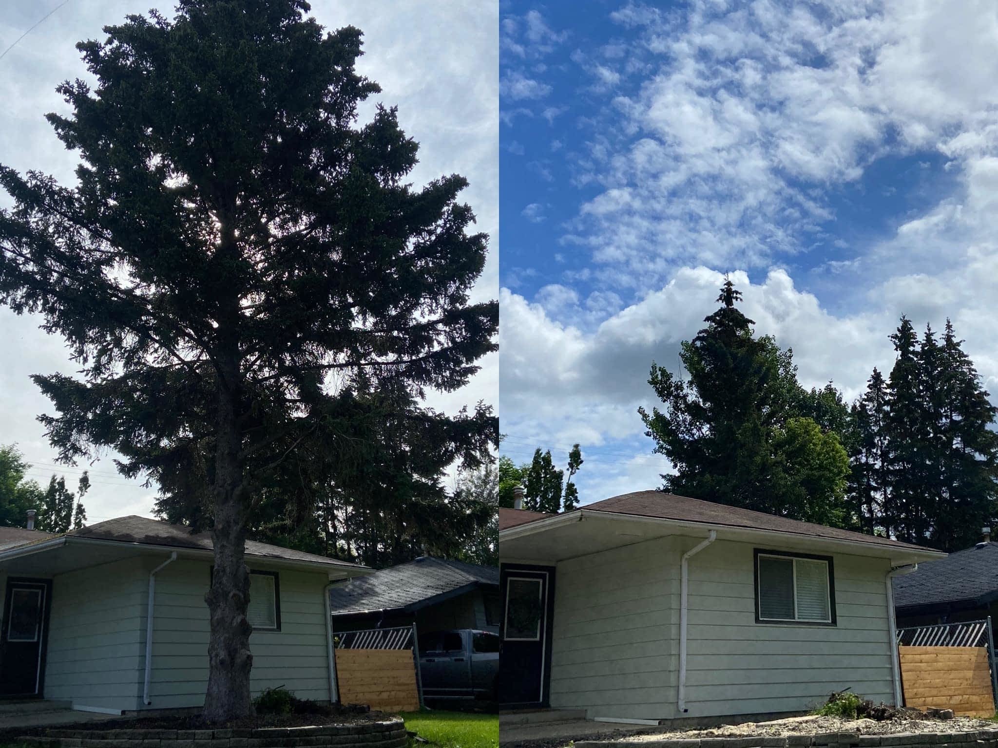 photo Mayday Tree Services