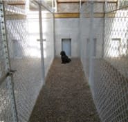 abbey kennels