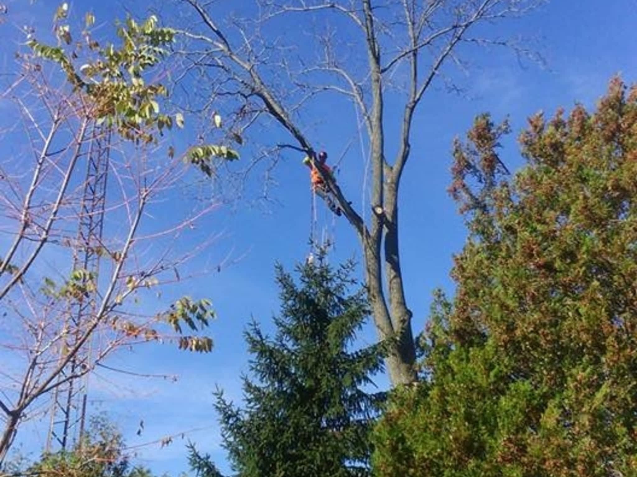 photo J R Tree Service