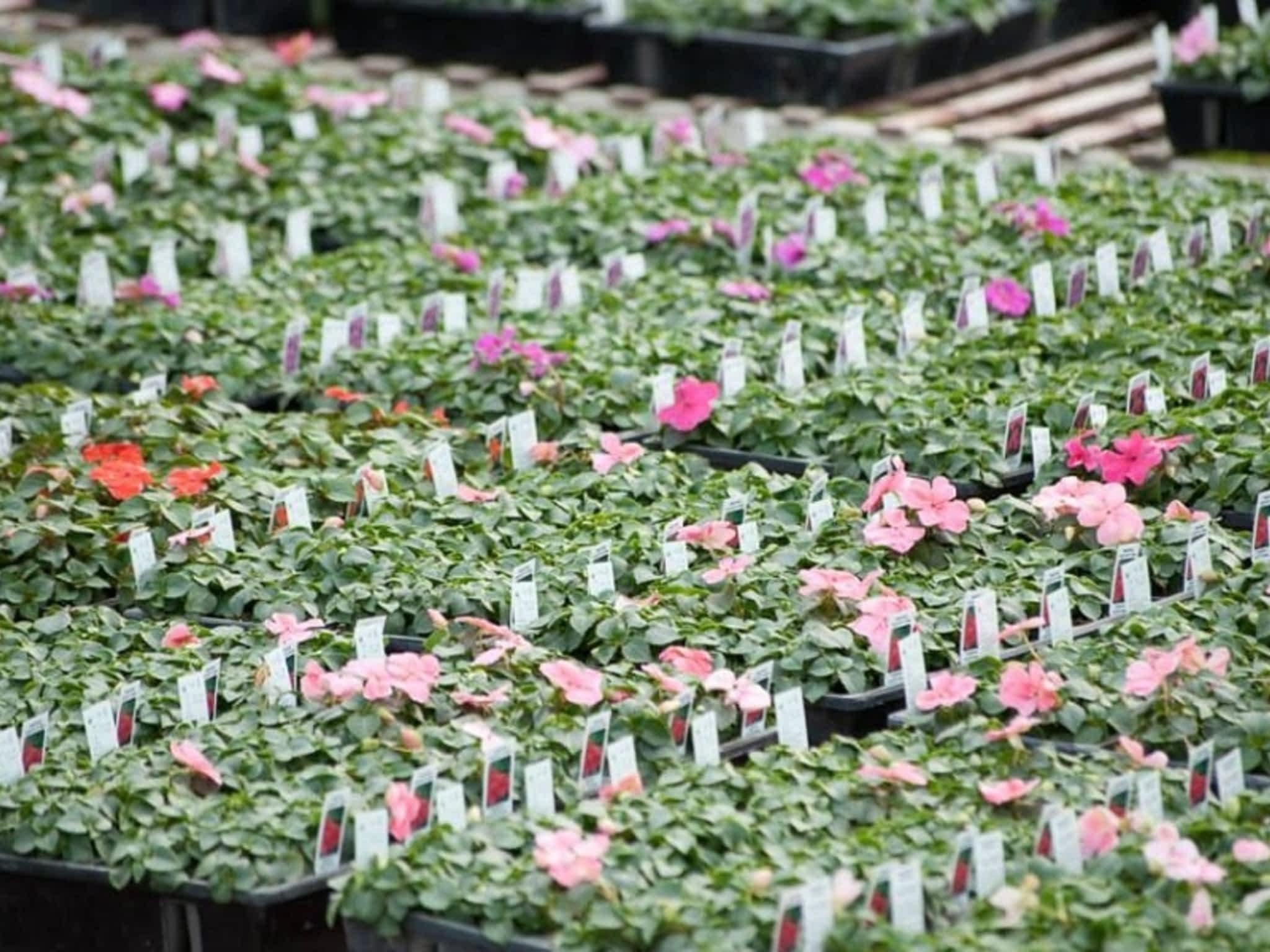 Schmidt Greenhouses Dryden, ON 16669 Hwy 17 W Canpages