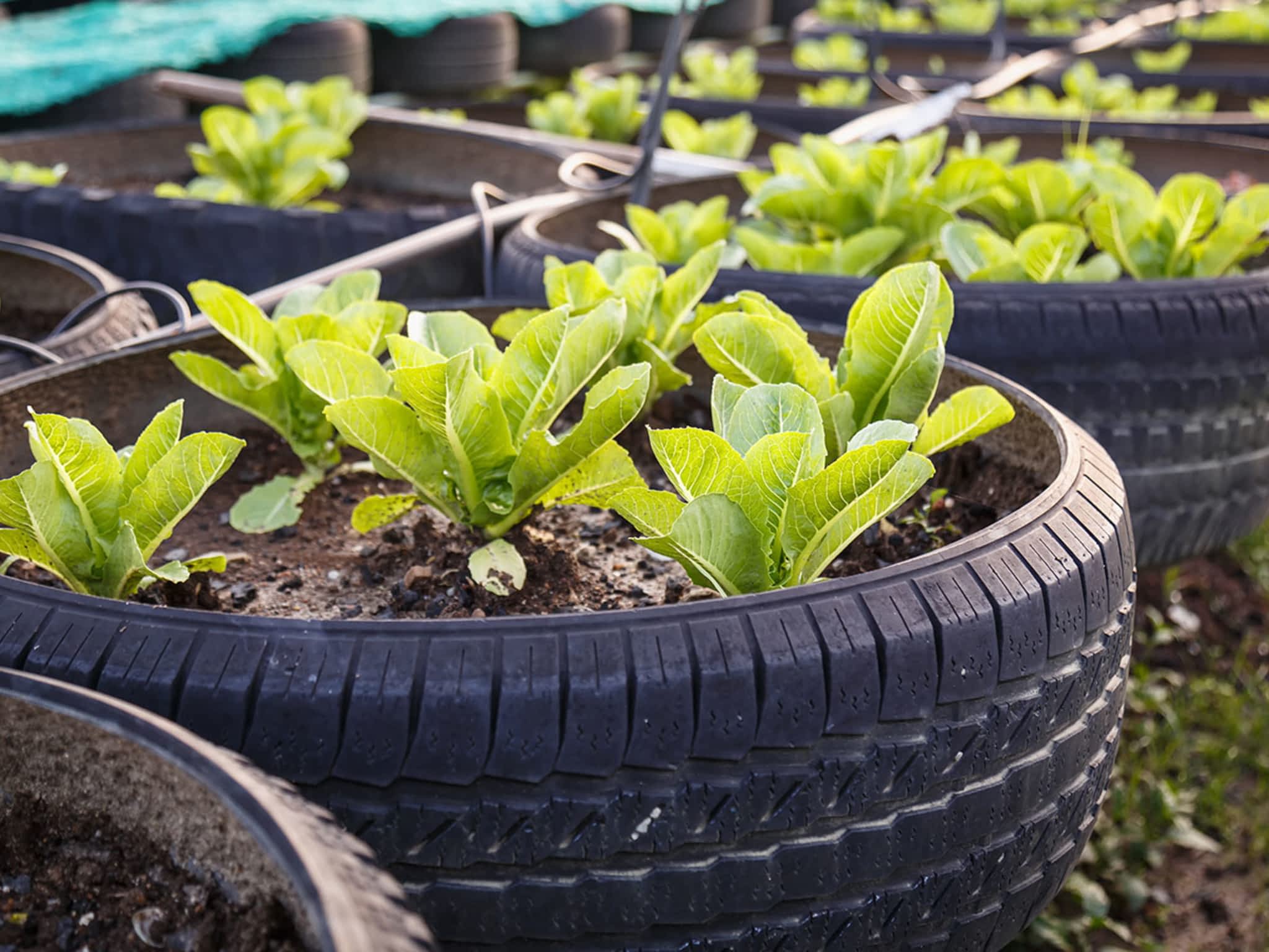 Purity Feed Farm & Garden Centre Kamloops, BC 471 Okanagan Way