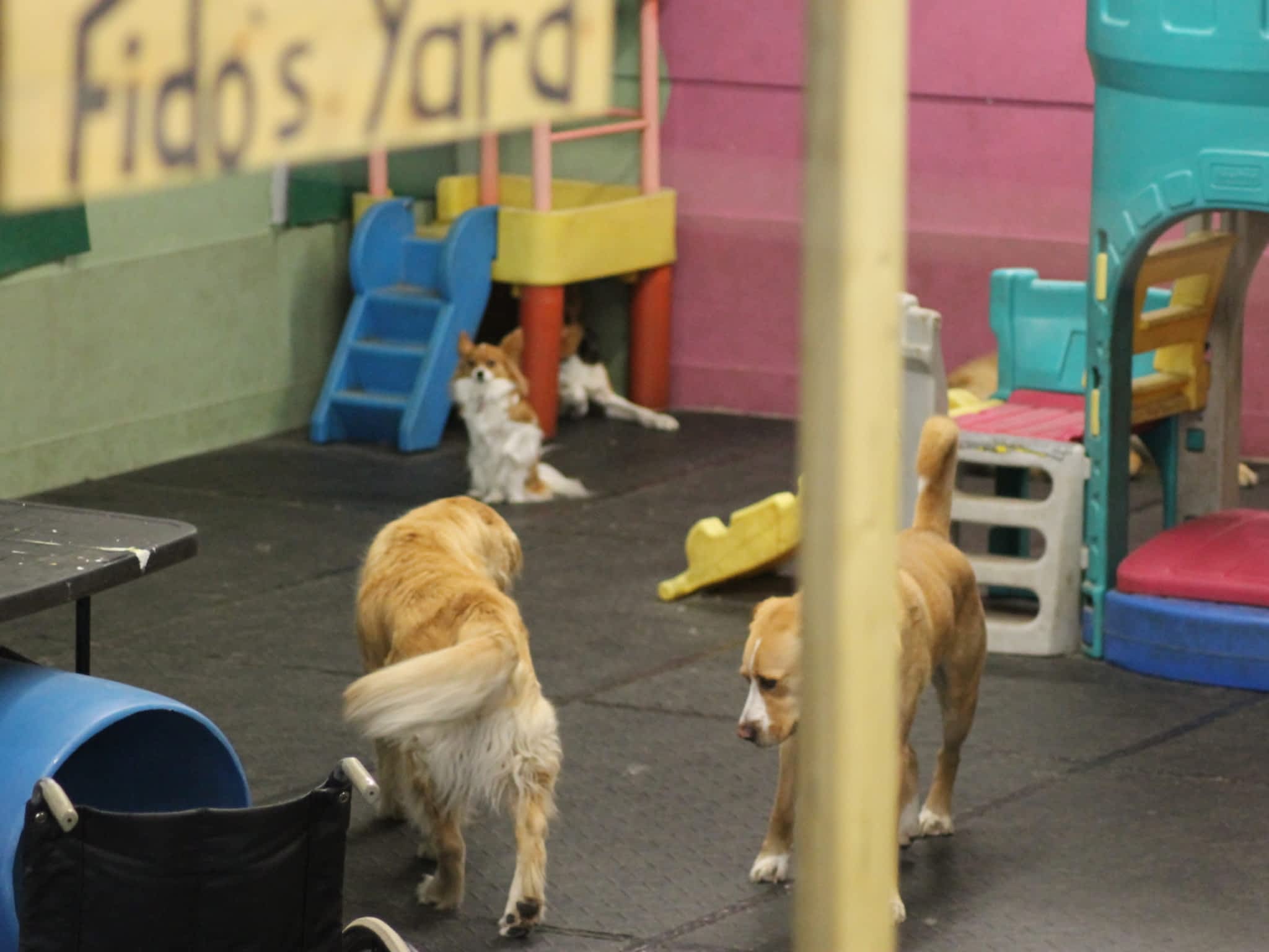 Fido's Playground Stratford, ON 141 Monteith Ave Canpages