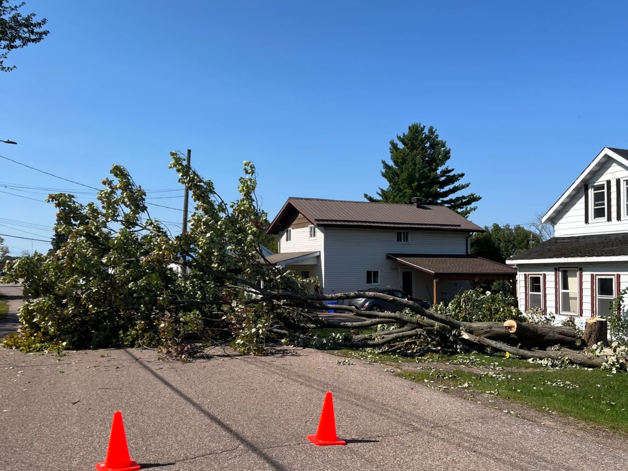 photo Juneau Tree Services