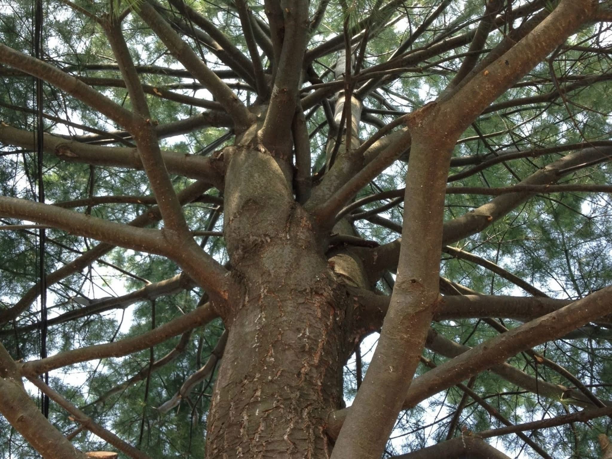 photo Tamarack Expert Tree Care