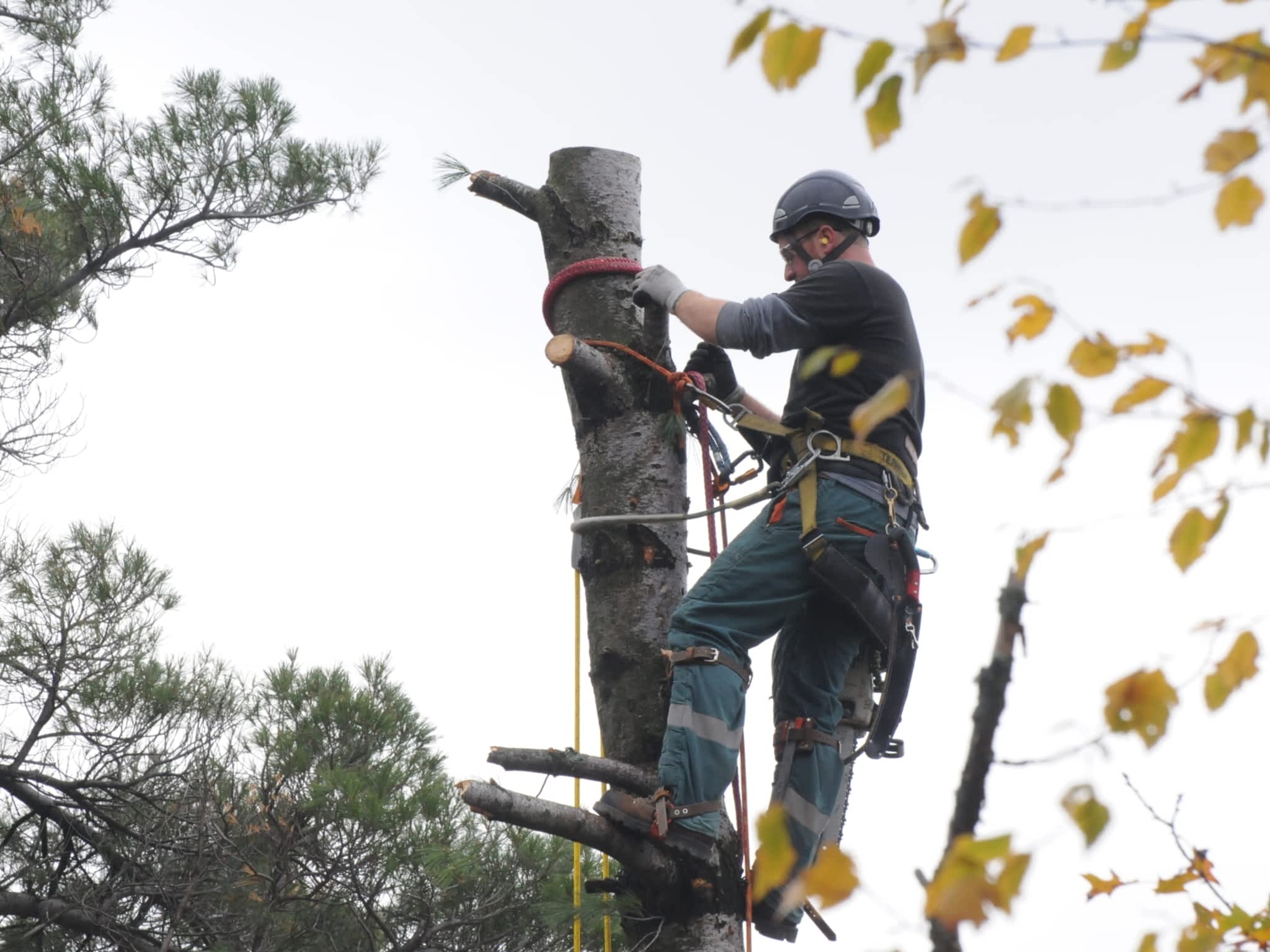 photo Upper Hand Tree Care