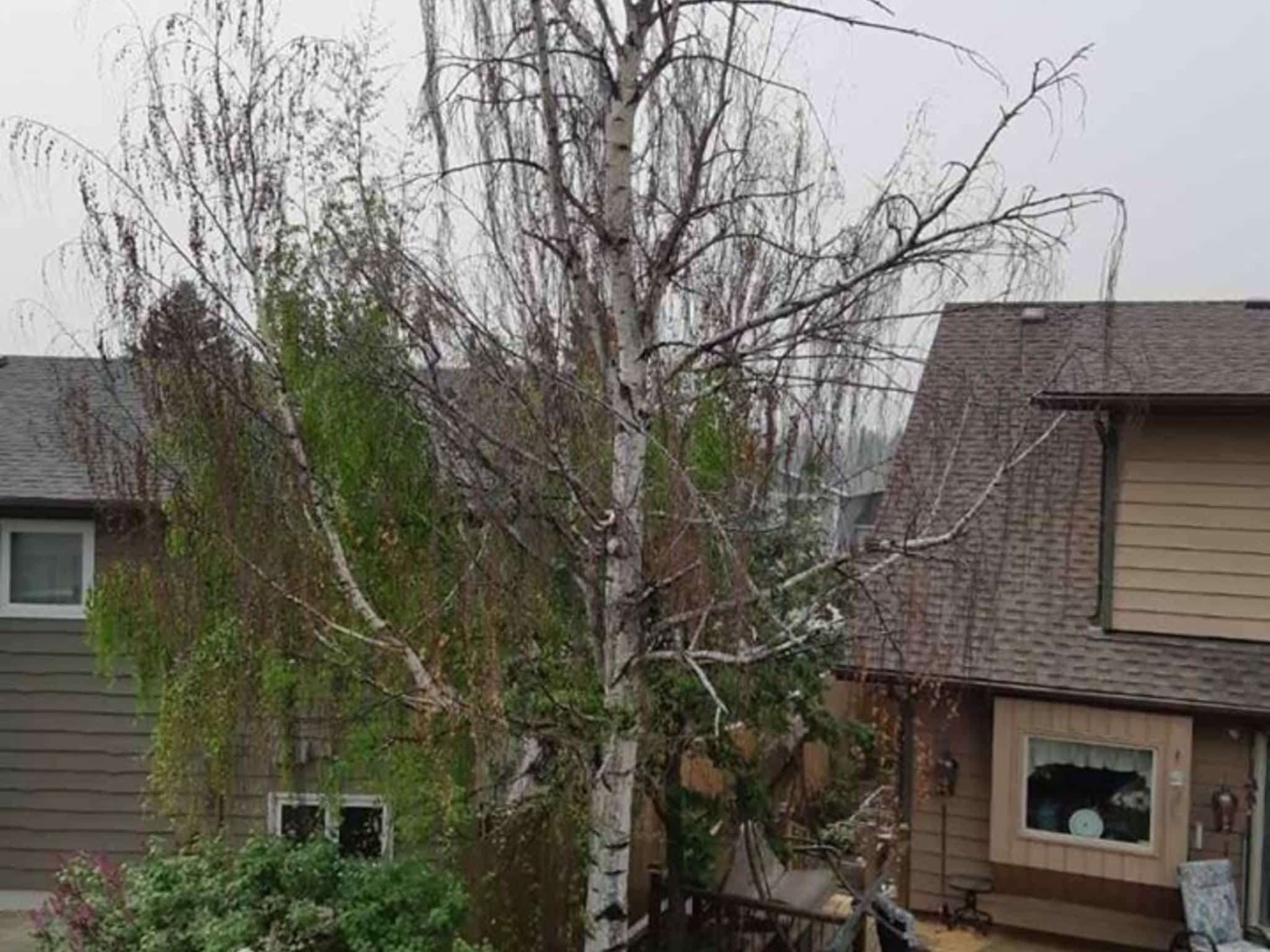 photo Vertical Limits Tree Care