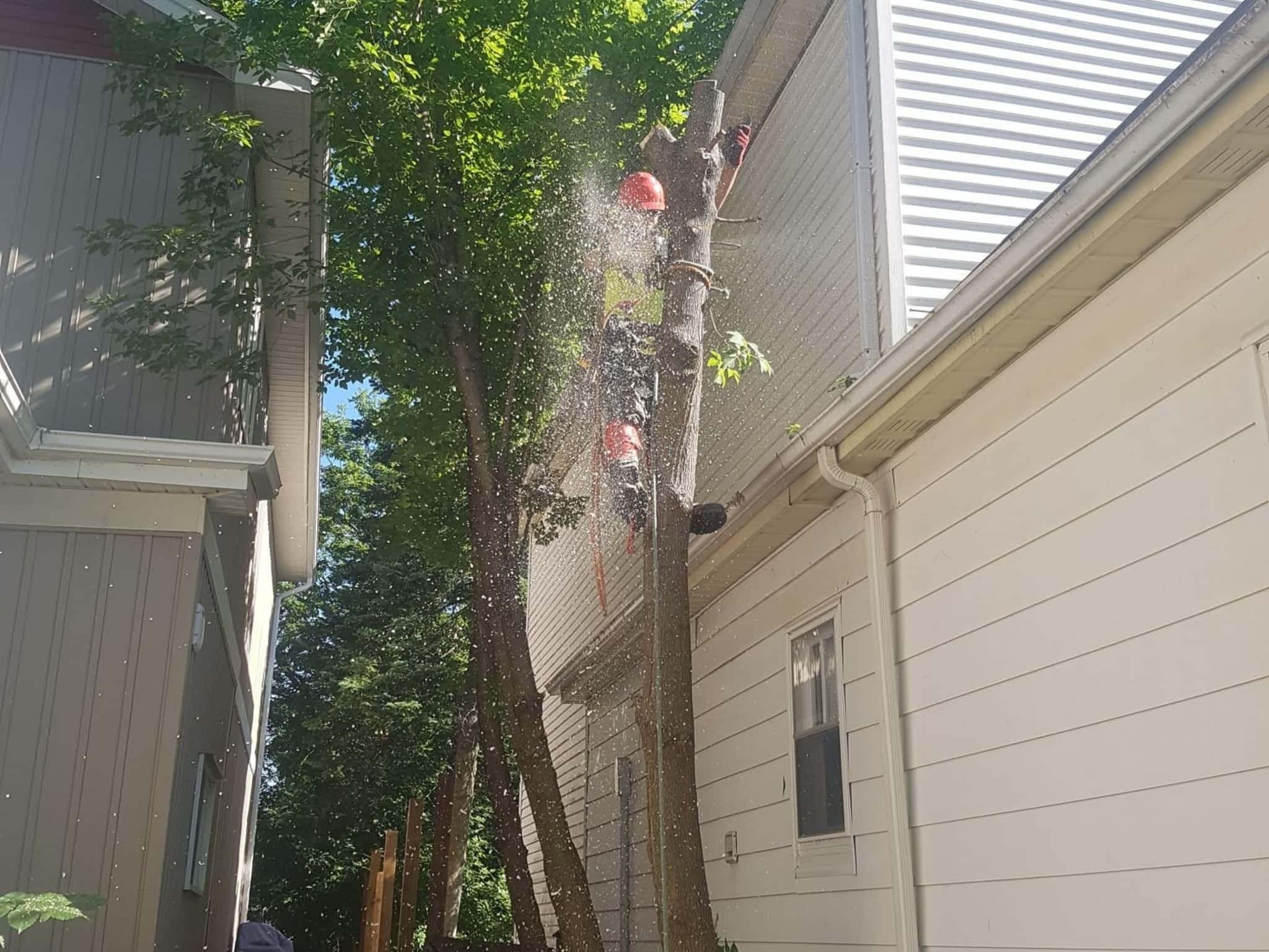 photo Wright's Tree Care