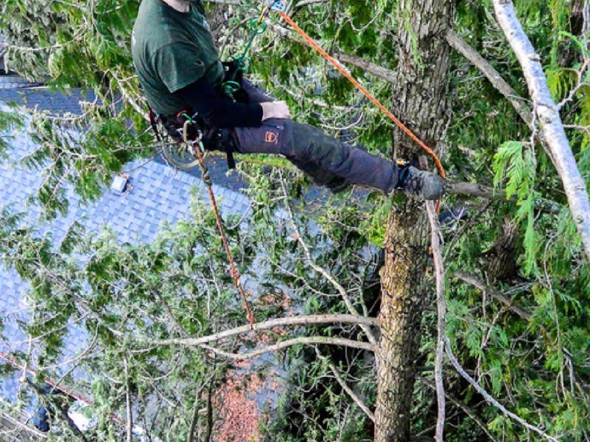 photo George Amos Tree Care