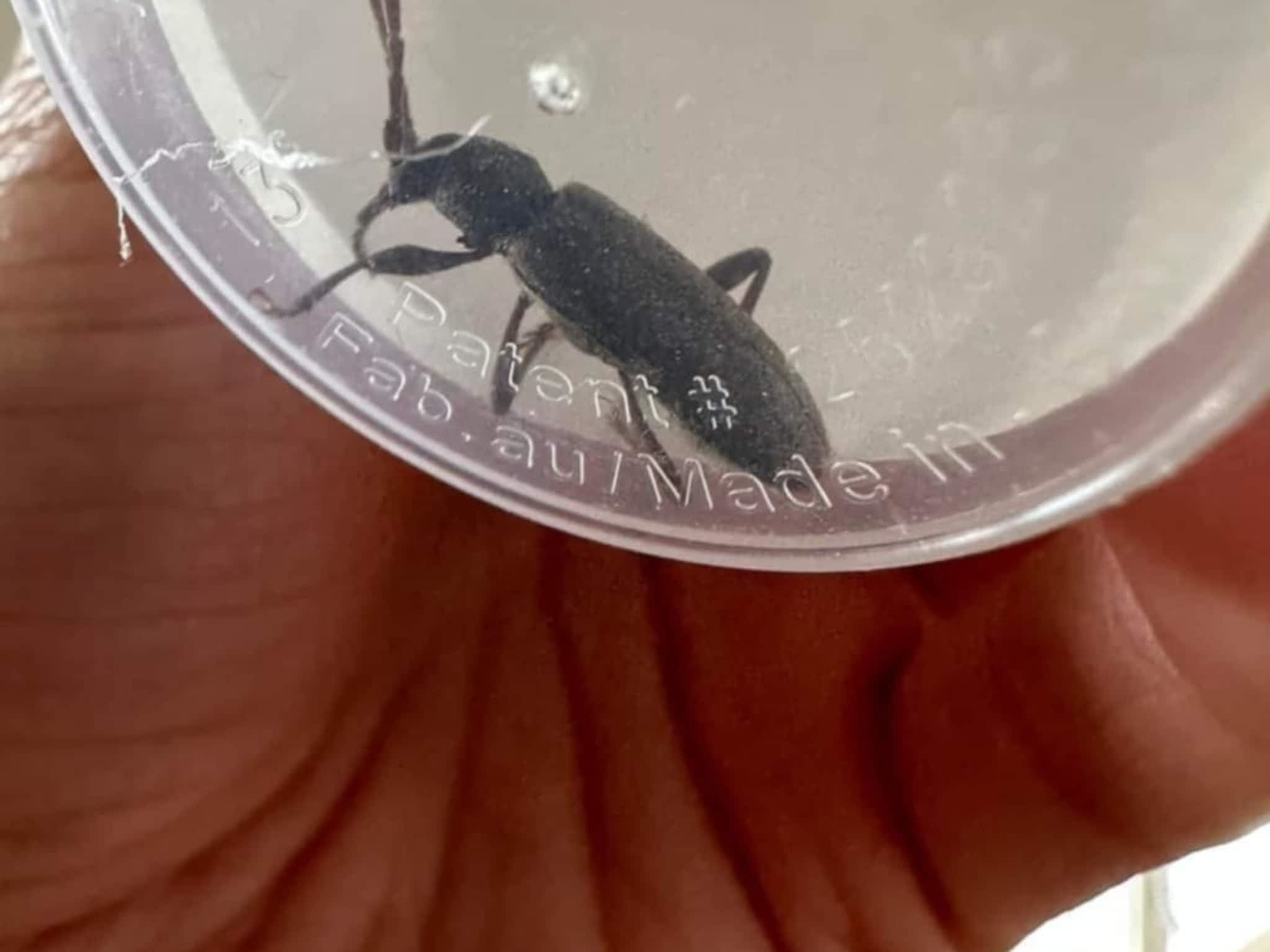 photo D Solution Extermination