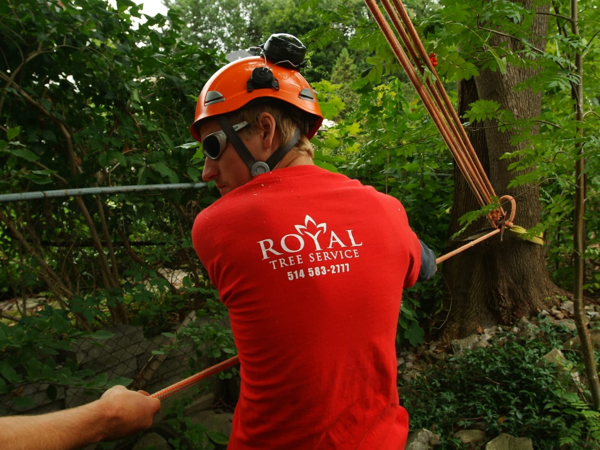 photo Royal Tree Service