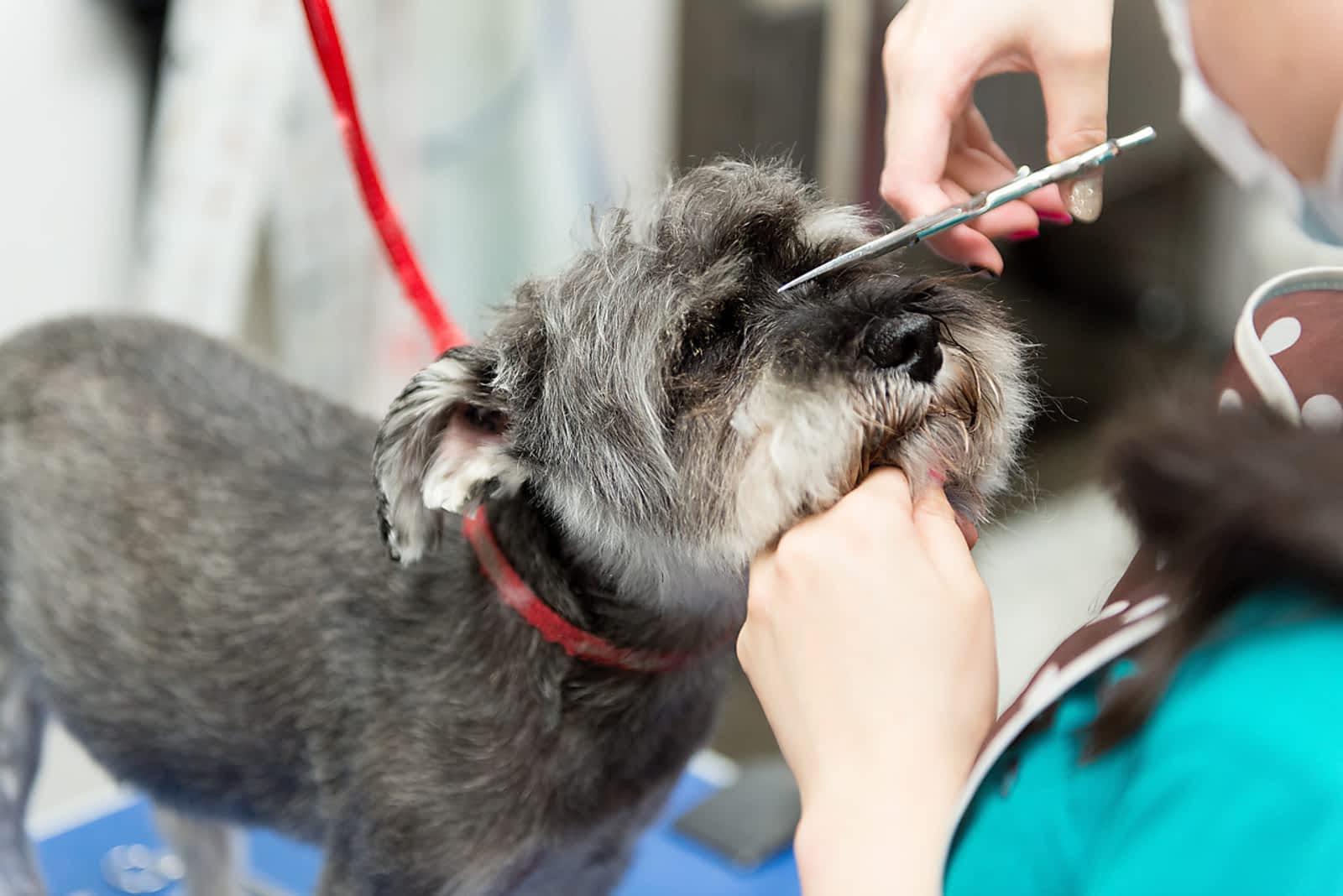 dog and human spa near me