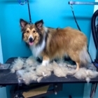 Fermer - Pet Grooming, Clipping & Washing