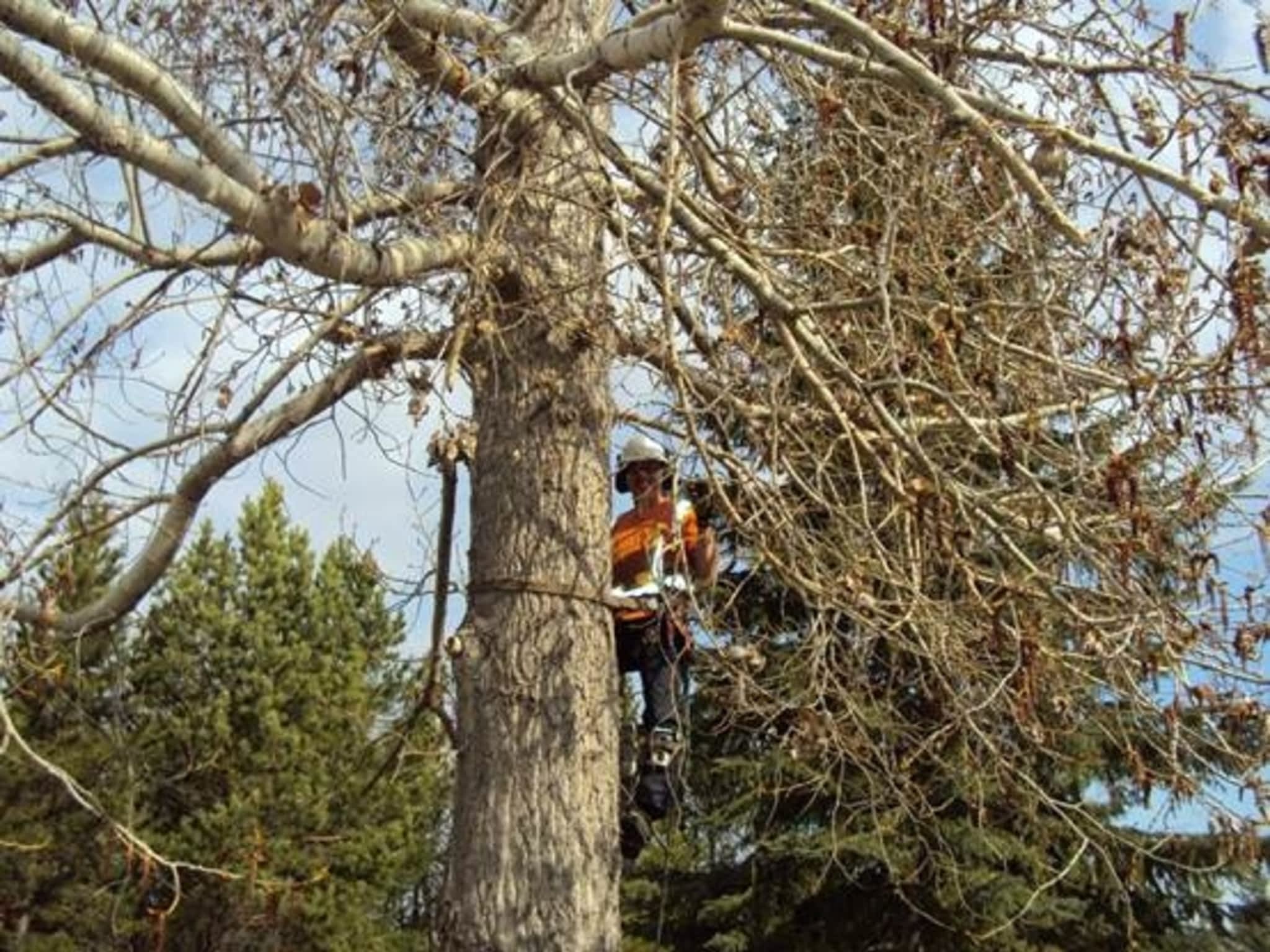 photo Alberta's Finest Tree Service