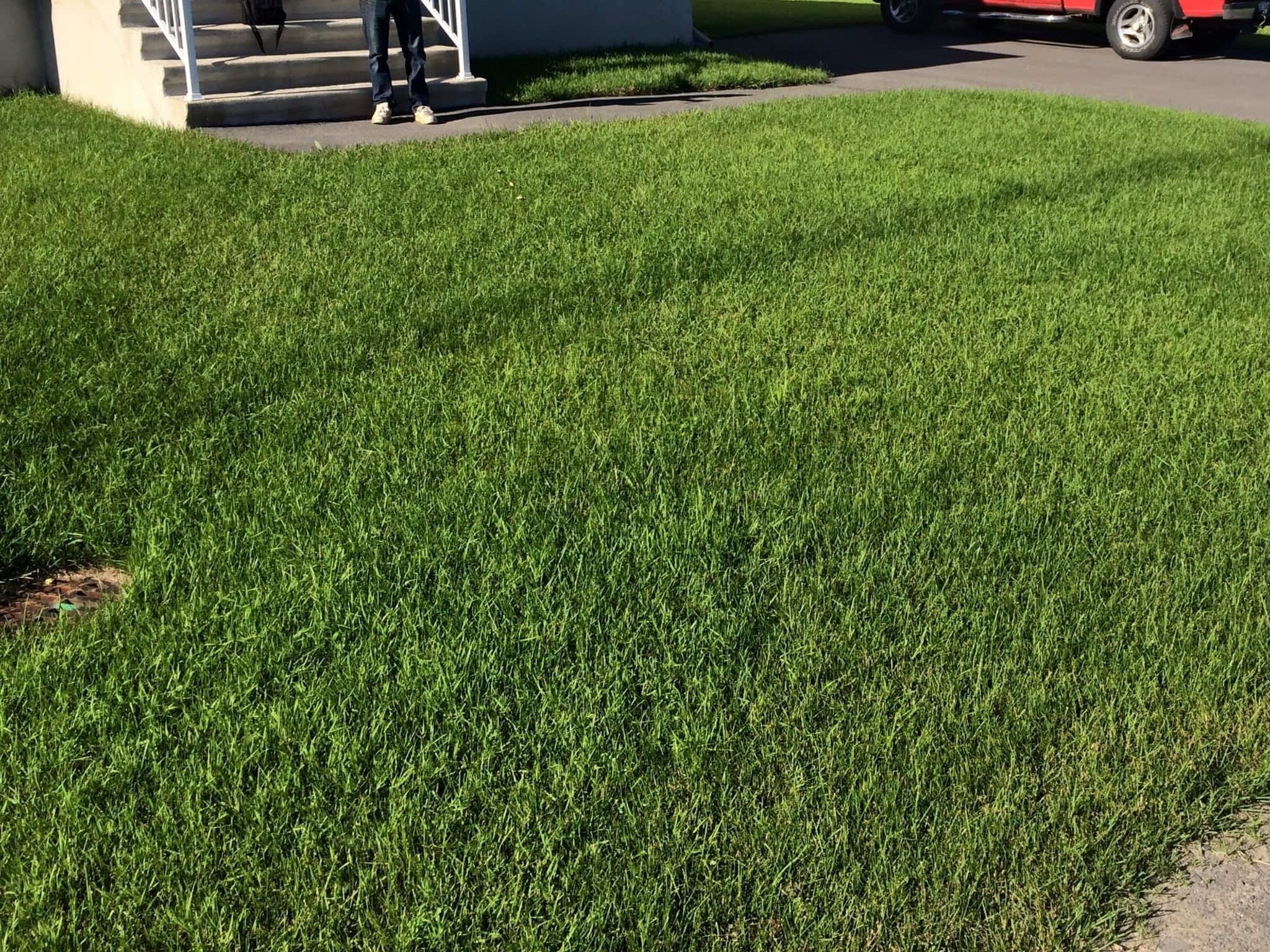 photo Qualité Pelouse