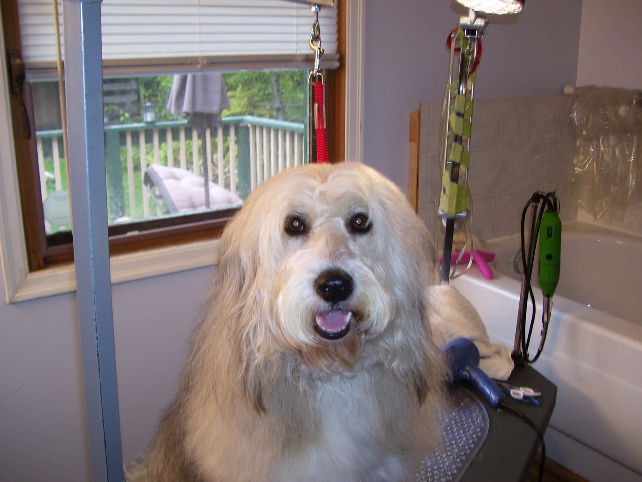 photo Gramma Vikki's Dog Grooming