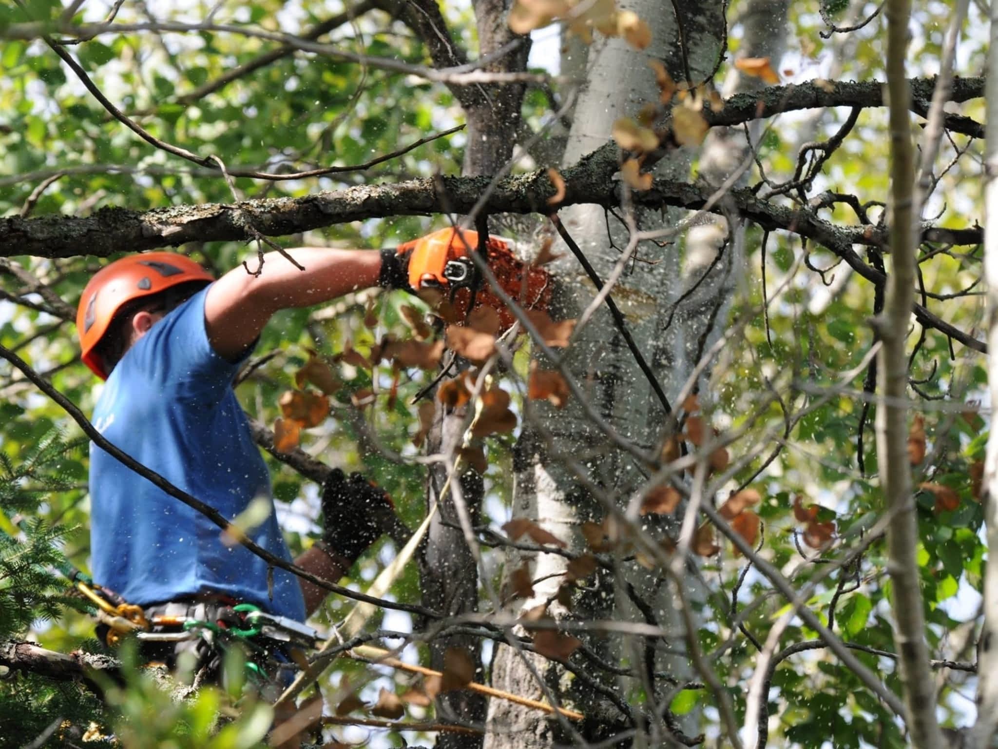 photo Algoma Tree Services