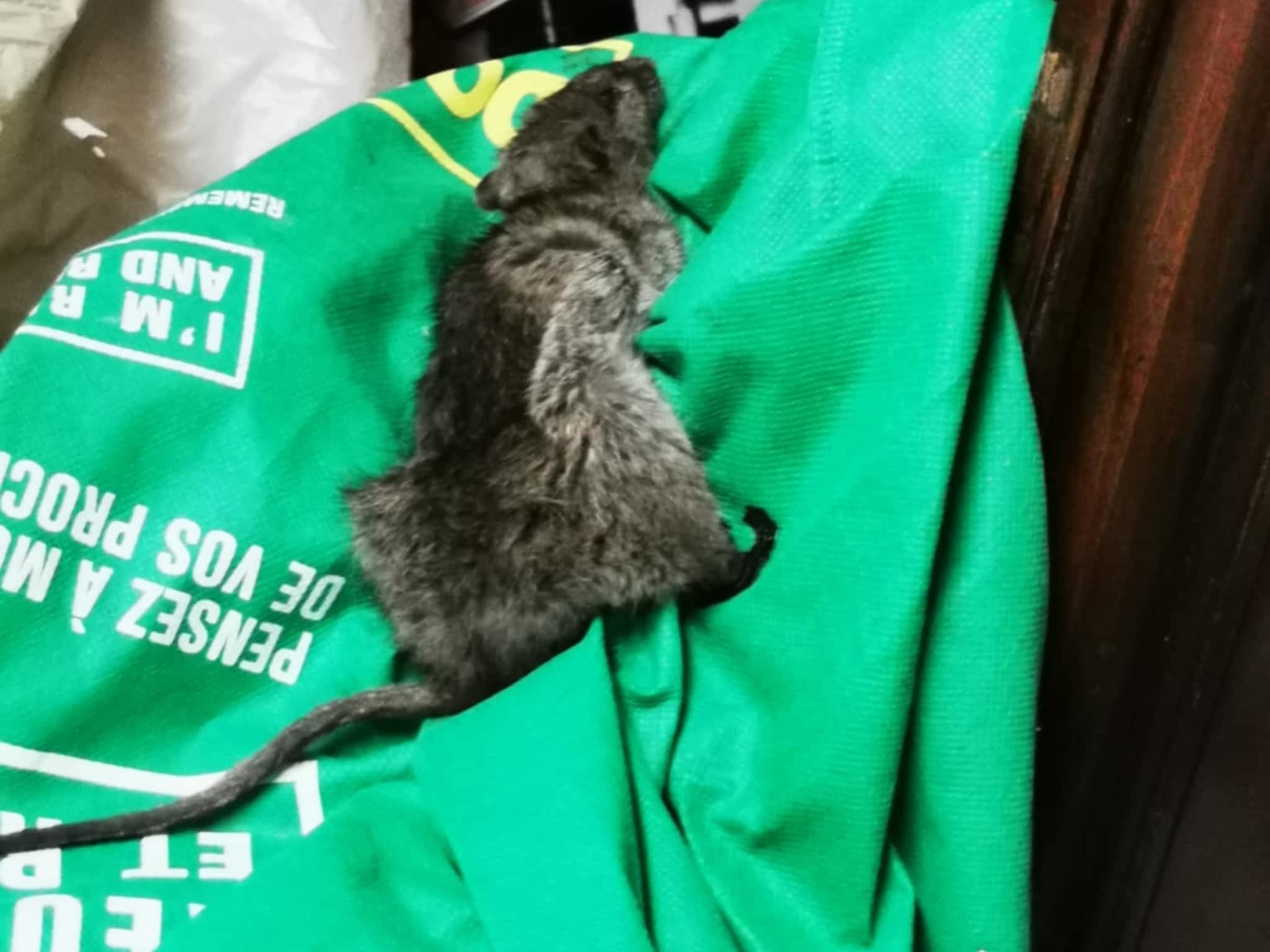 photo D Solution Extermination