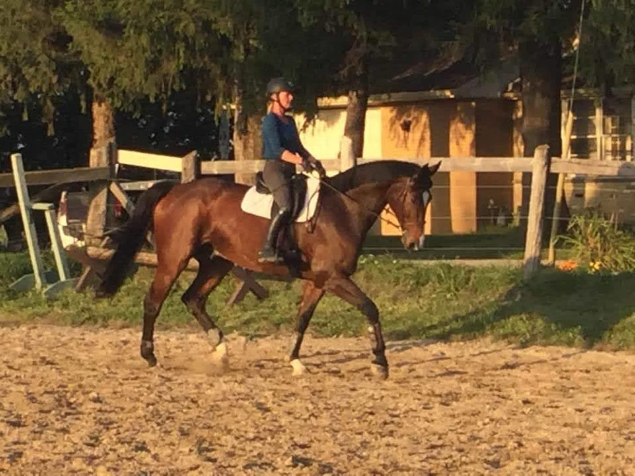 photo Get Over It Performance Horses