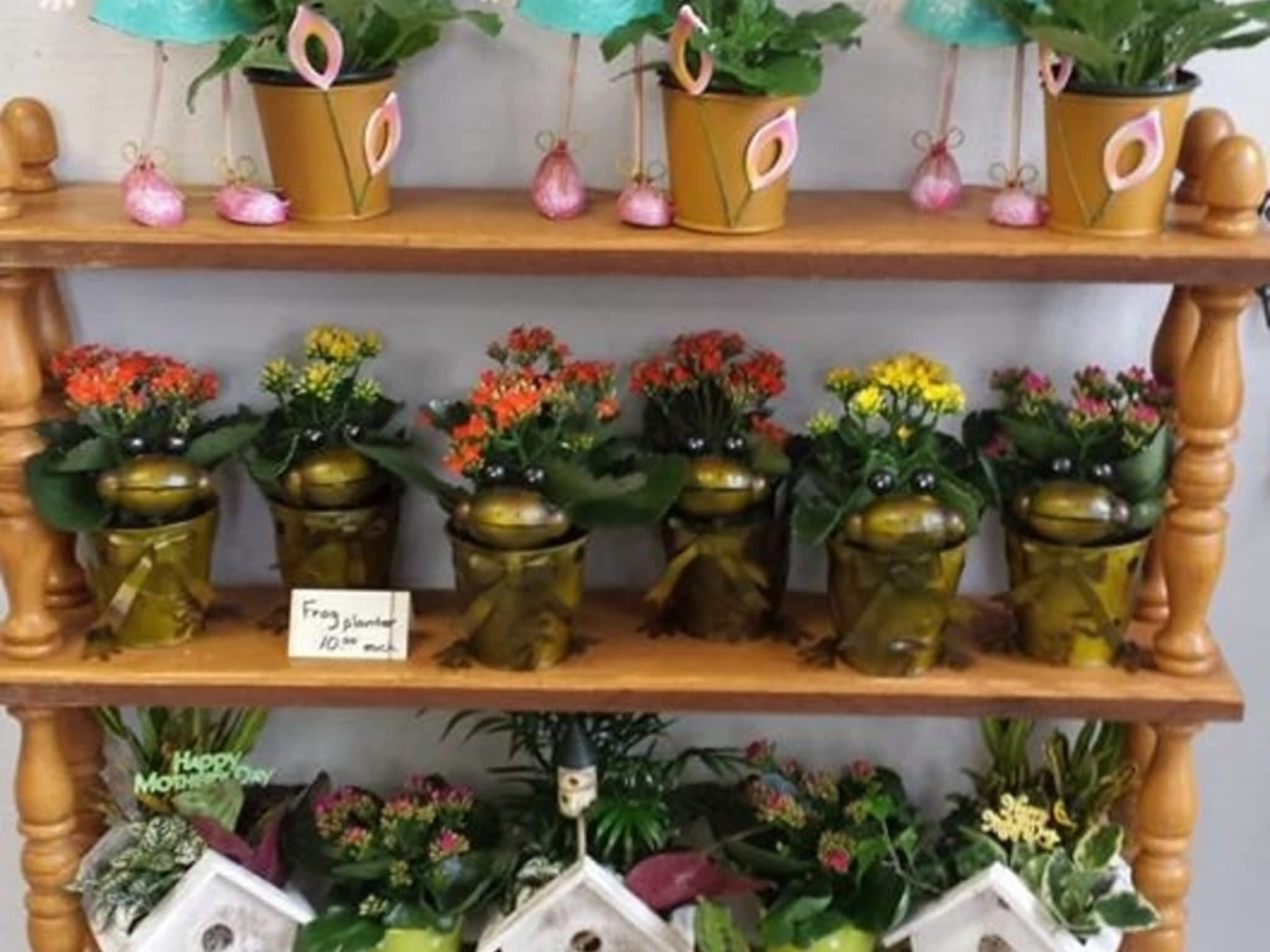 photo Blooms Flowers