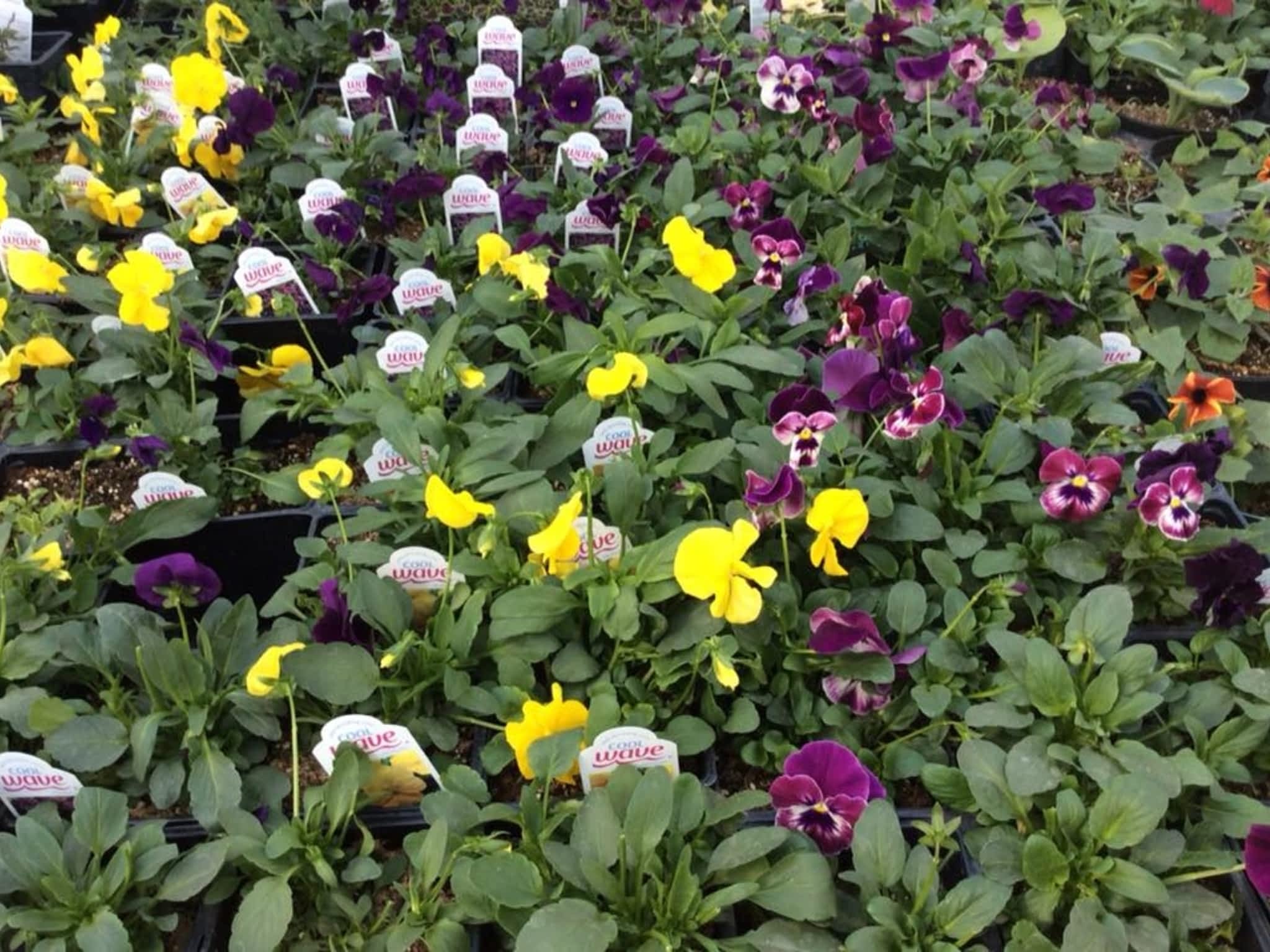 photo Petals & Presents