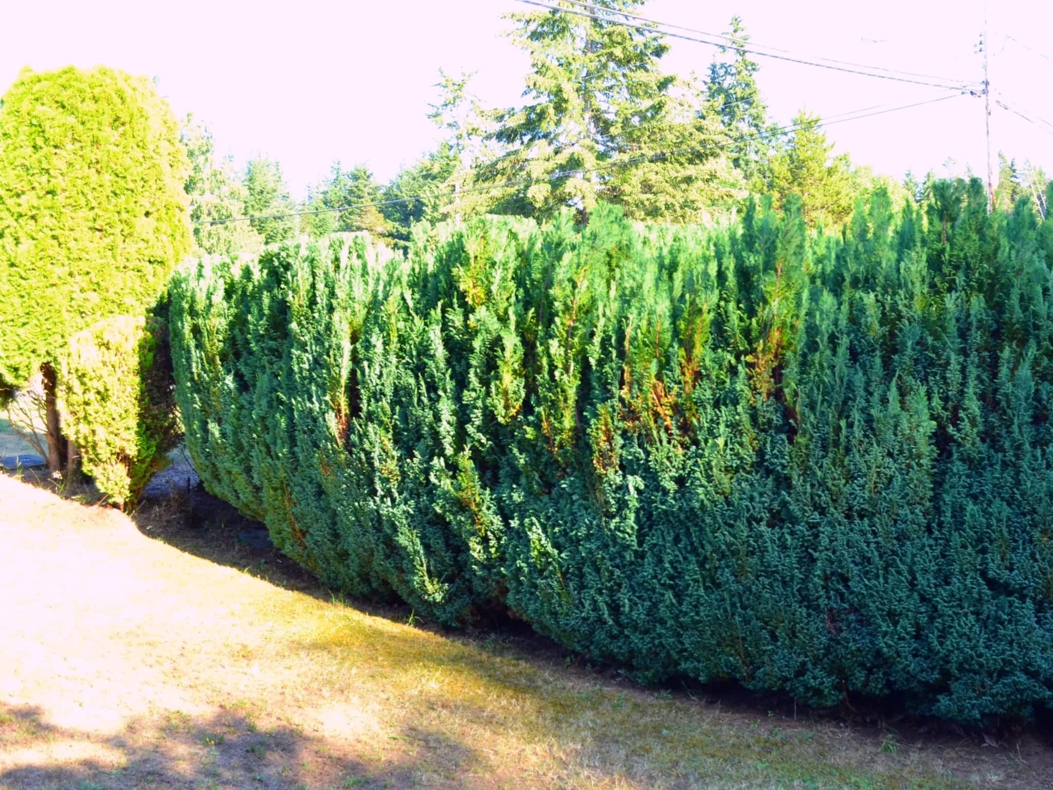 photo Harmony Pruning Service