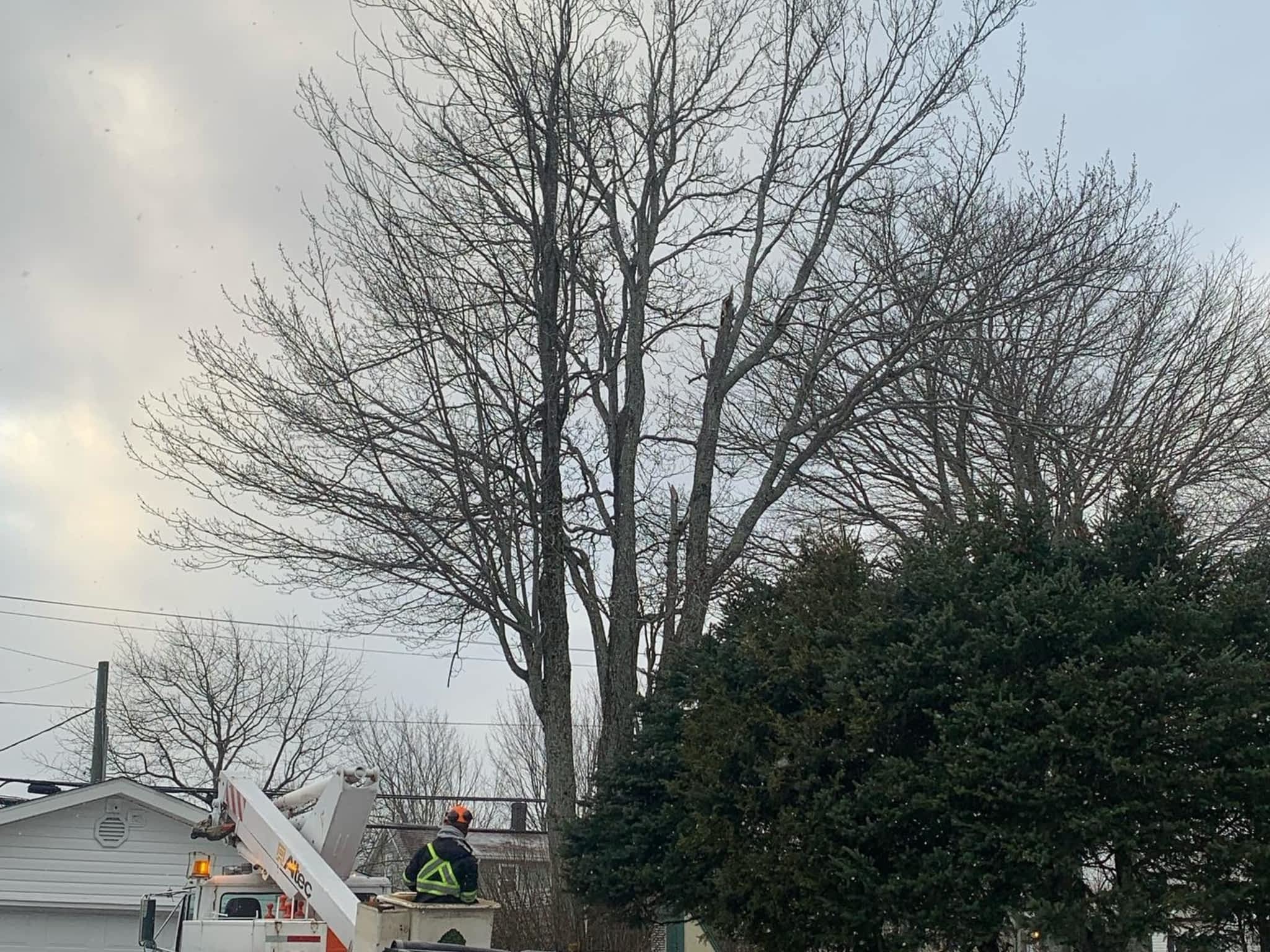 photo O'Blenes Trees & Services