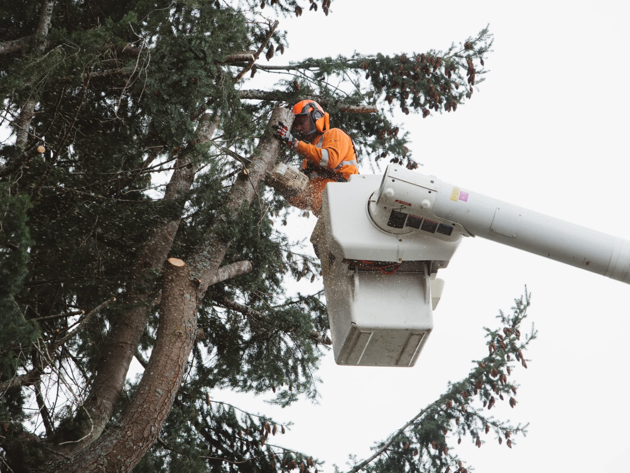 photo Saltwood Tree Services