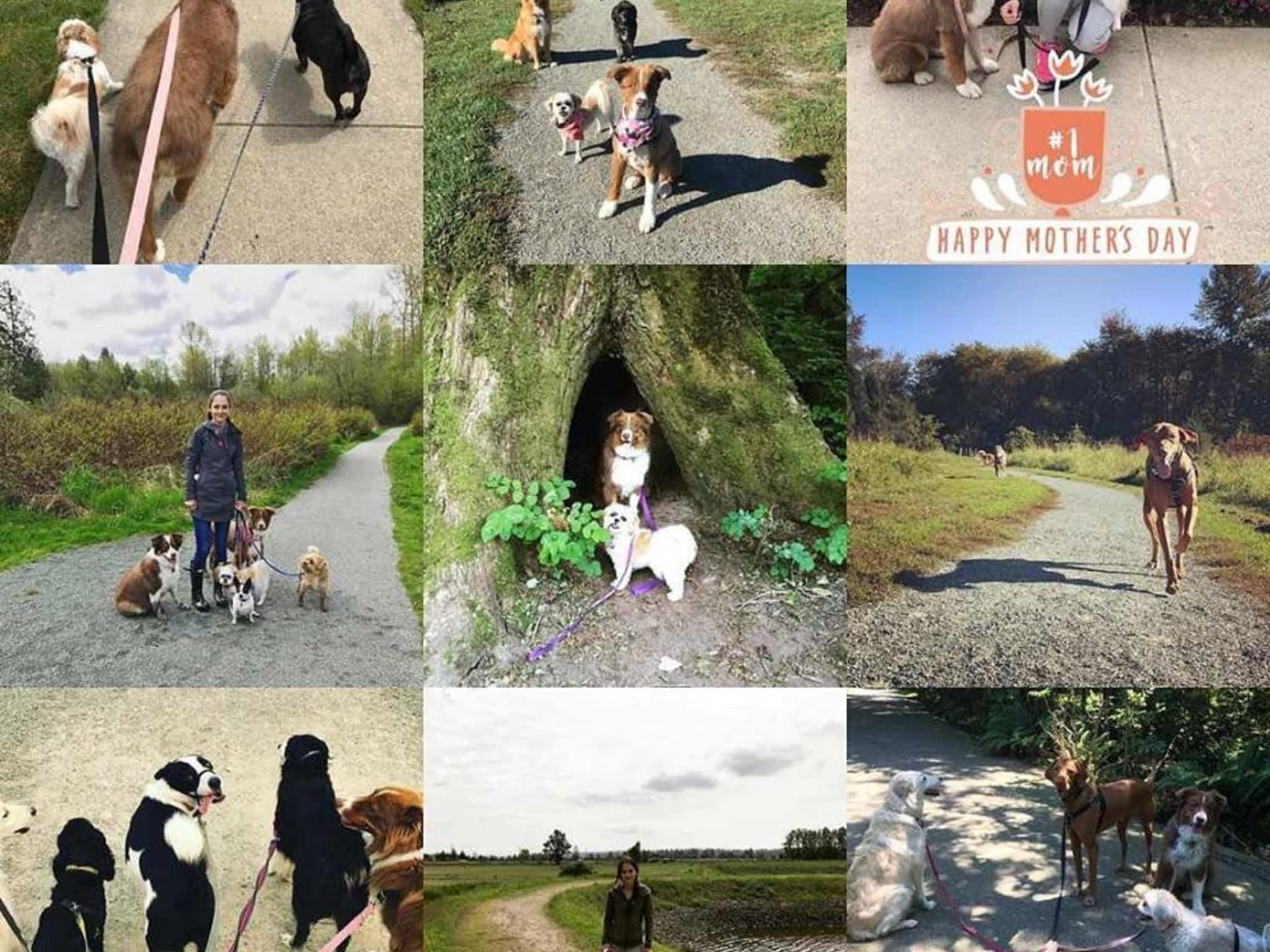 photo Busy Paws Dog Walking and Pet Care
