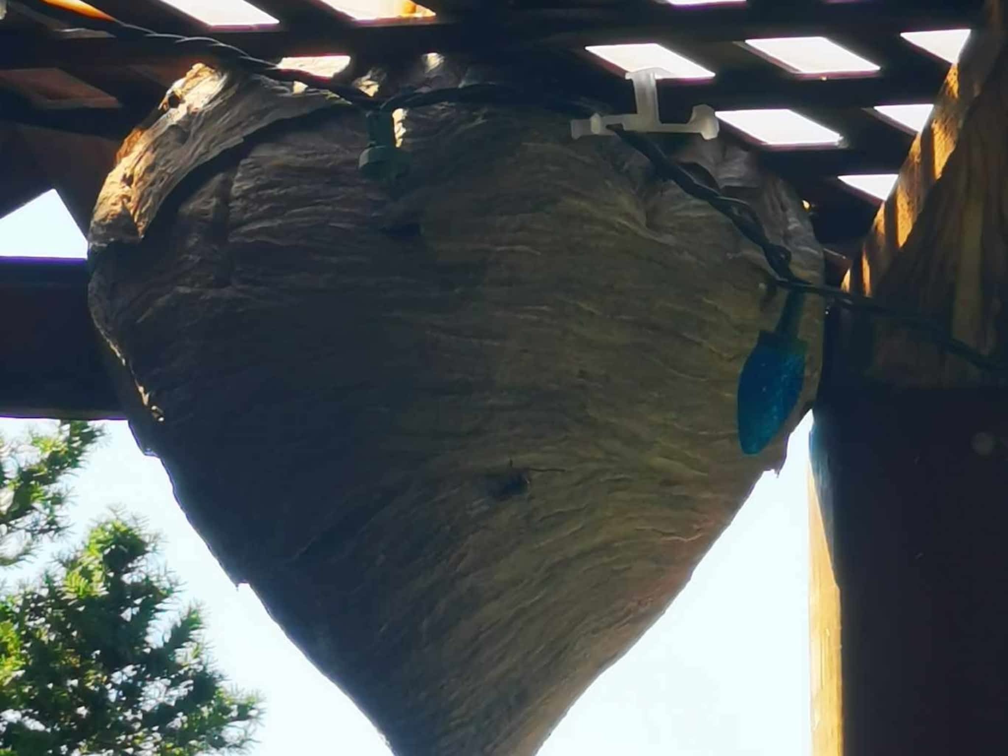 photo D Solution Extermination