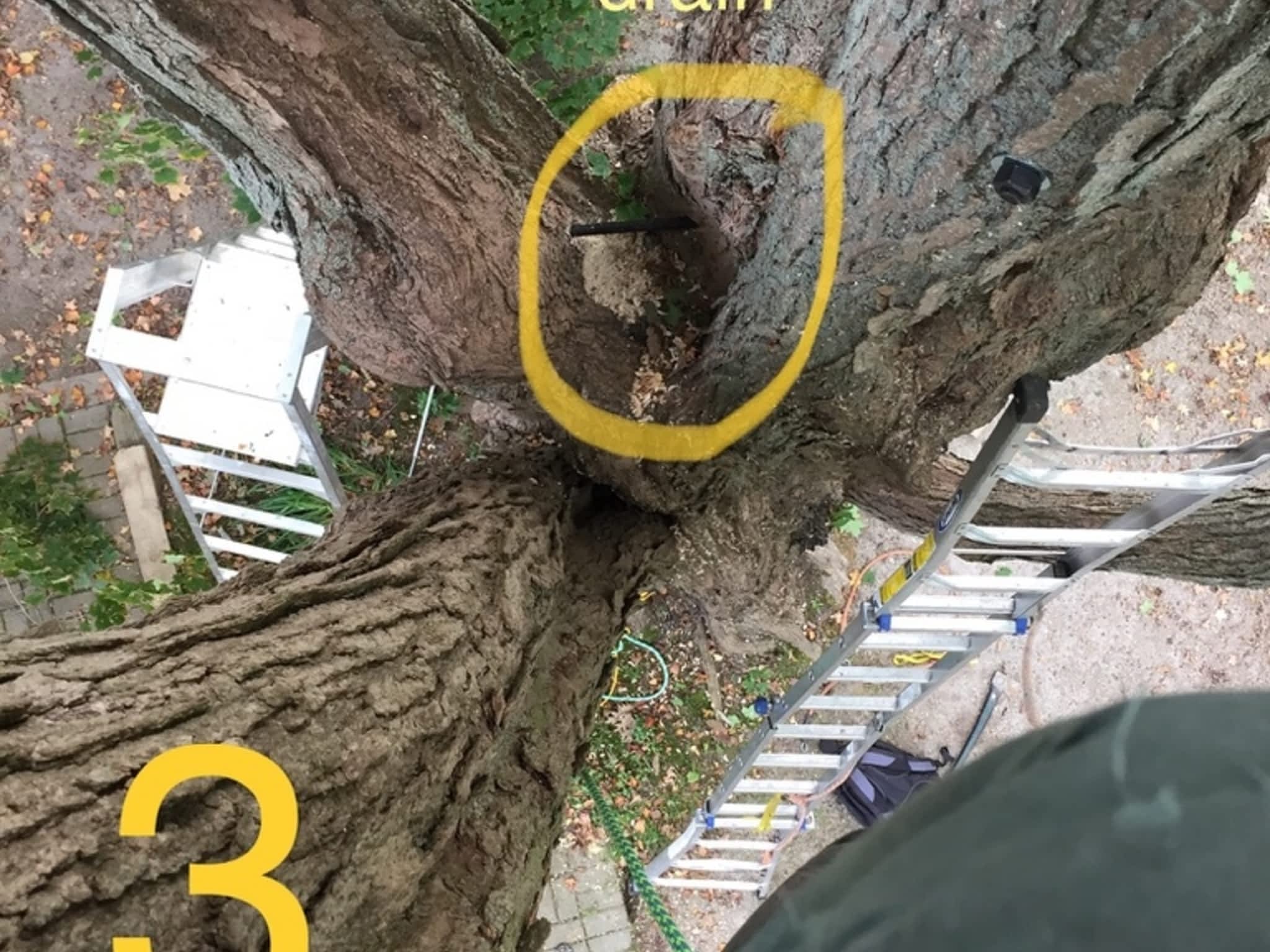 photo Zen Tree Care Consulting Inc