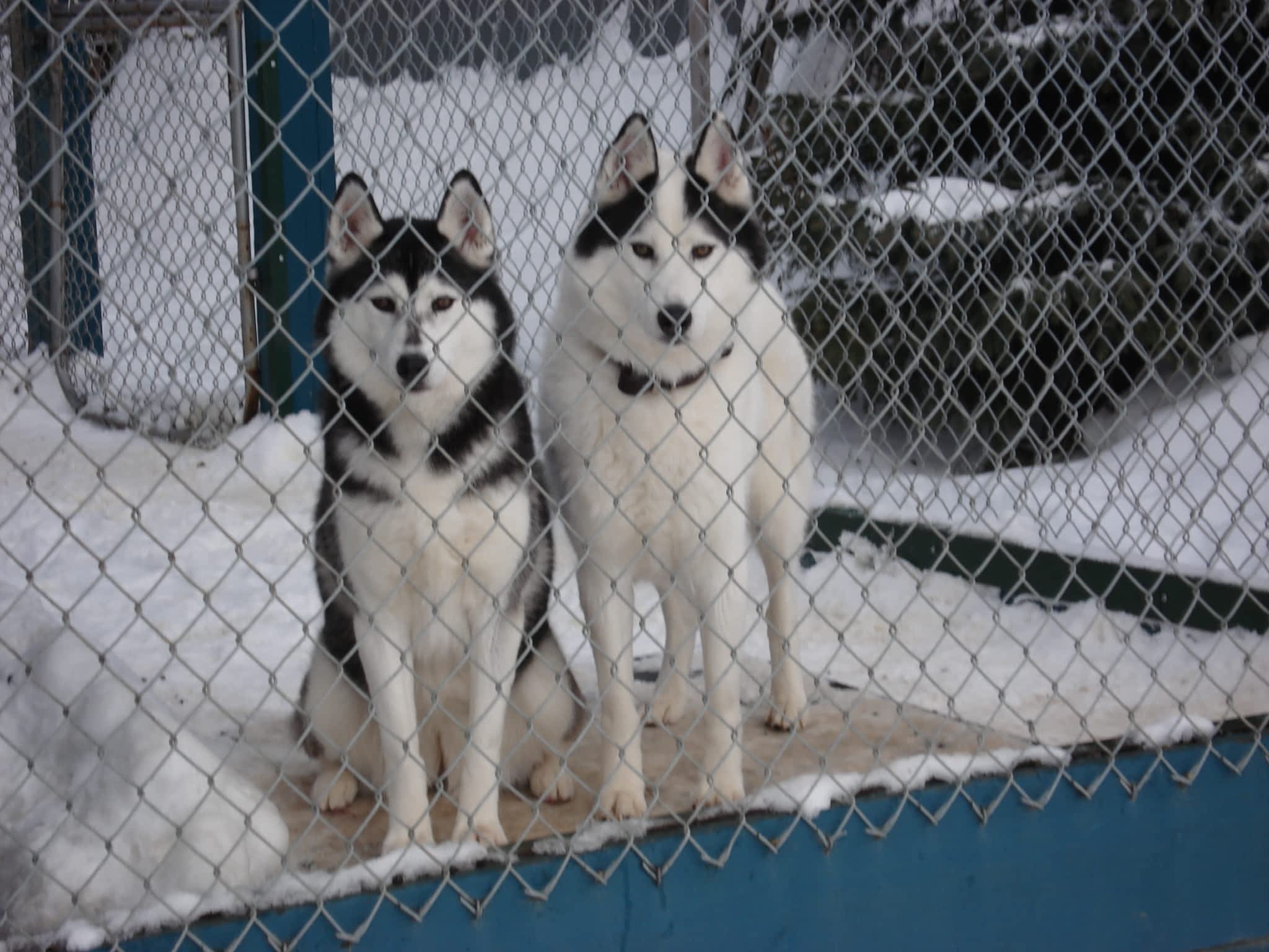 Mackye Kennels Prince BC 7955 Old Summit Lake Rd Canpages
