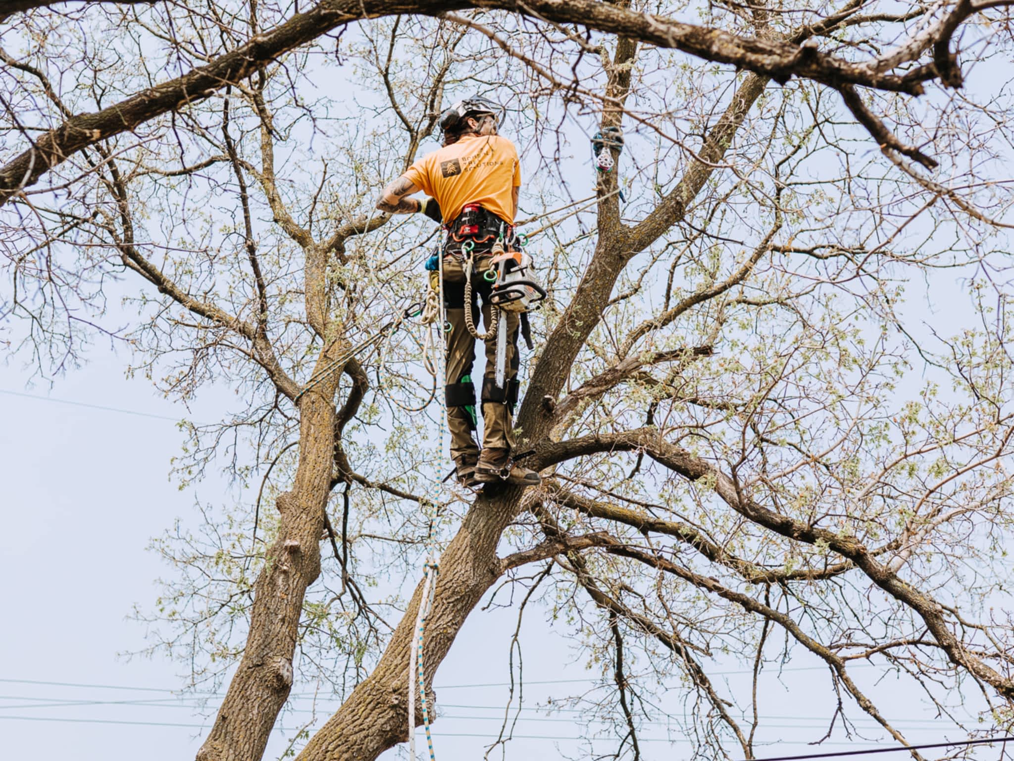 photo Boreal Tree Solutions