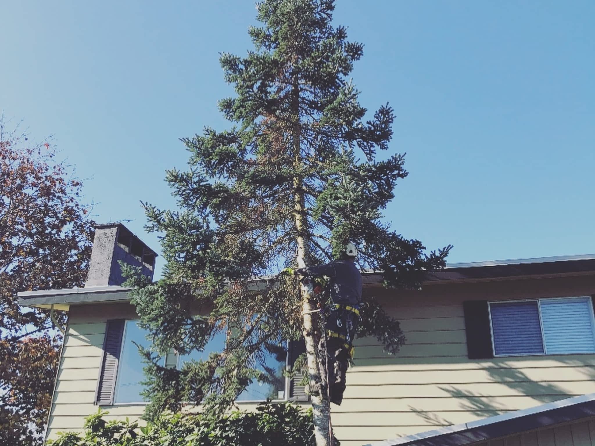 photo Joe Skillen Tree Services Ltd