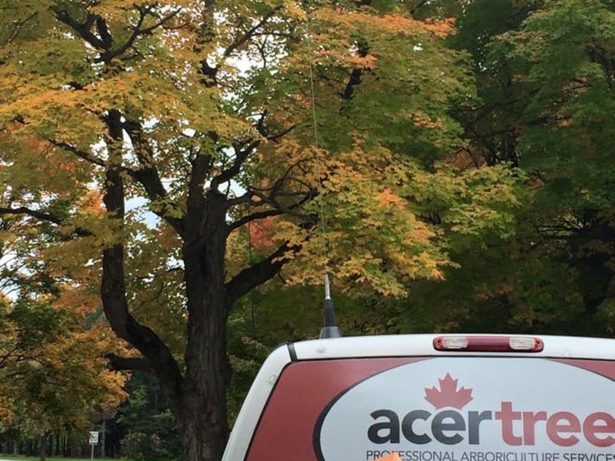 photo Acer Tree Professional Arboriculture Services