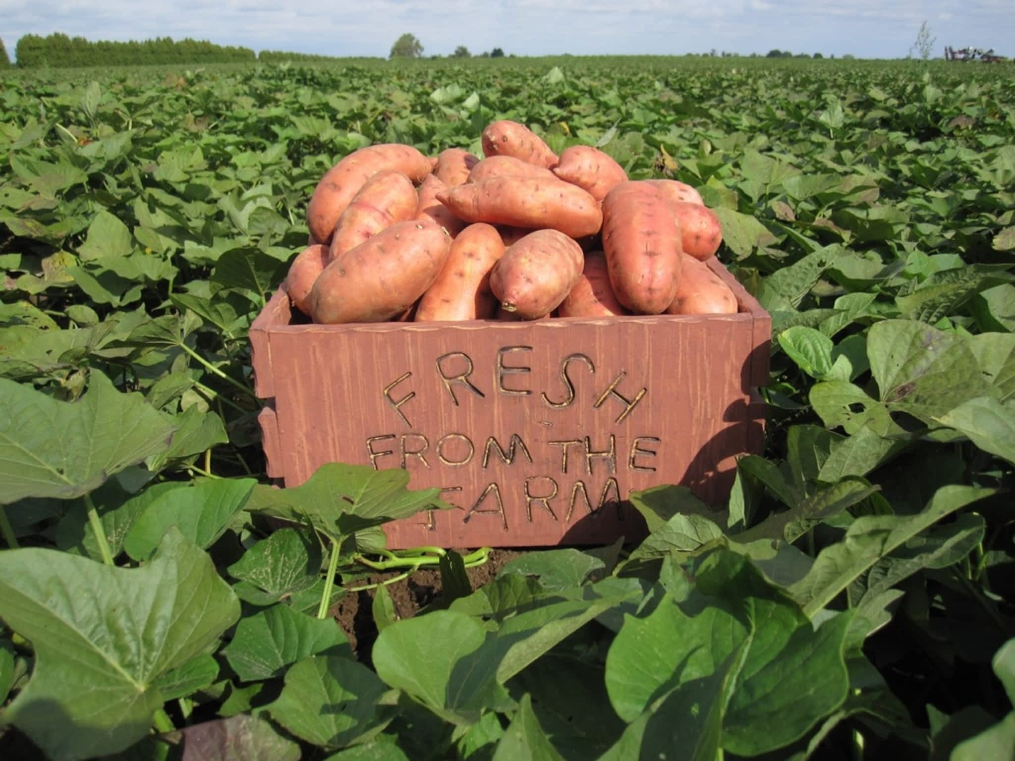 photo Berlo's Best Sweet Potatoes