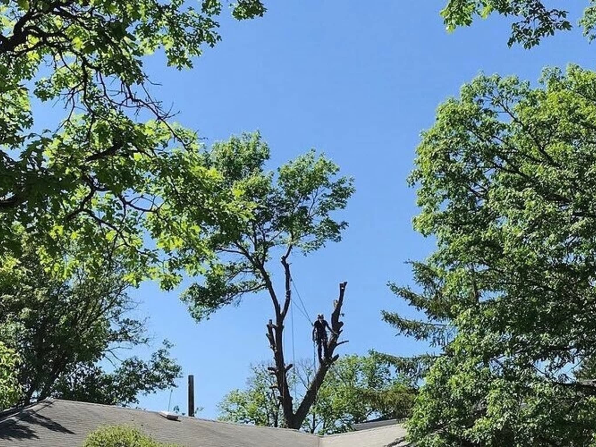 photo Boreal Tree Solutions