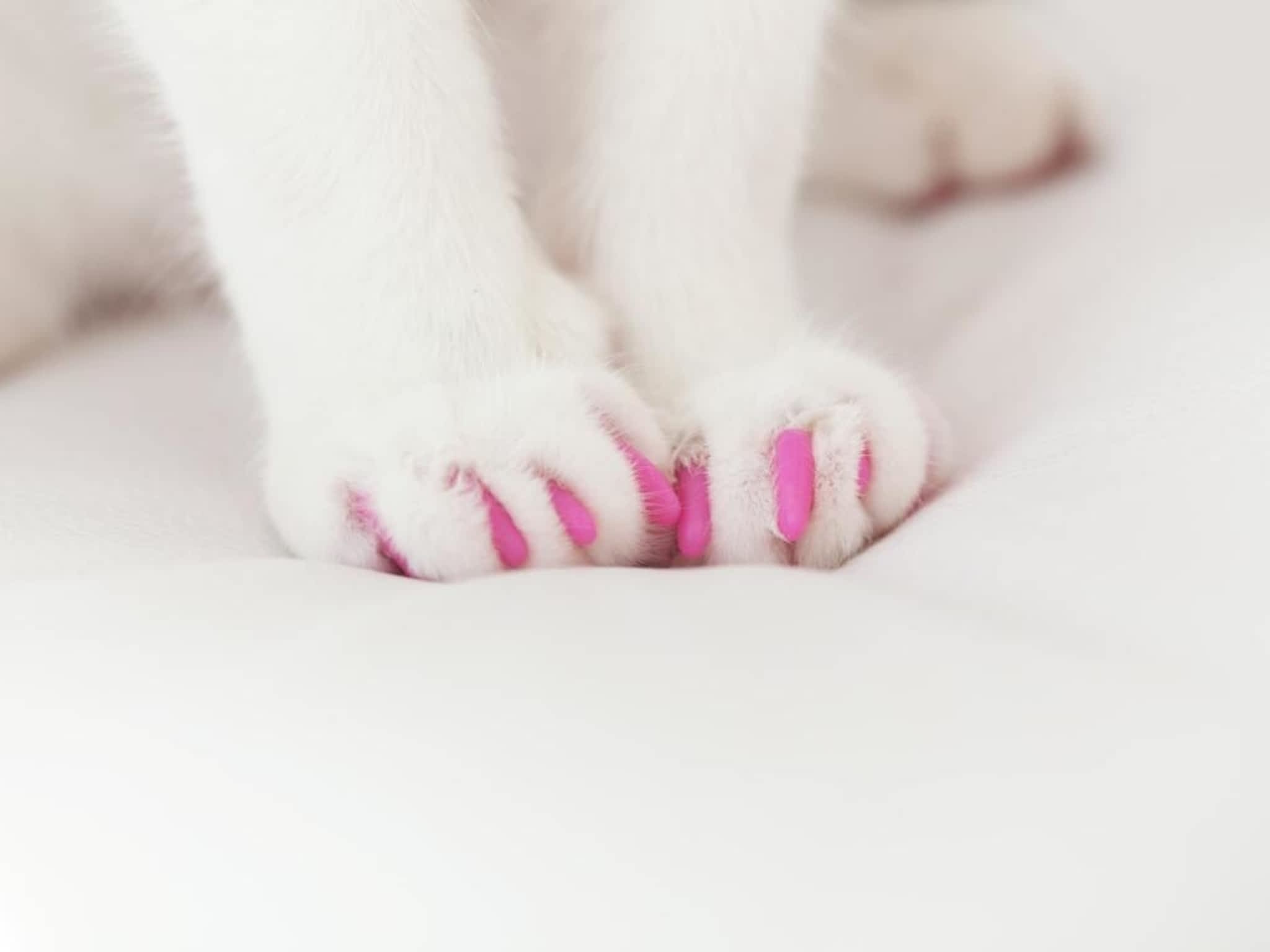 photo Candie Paws