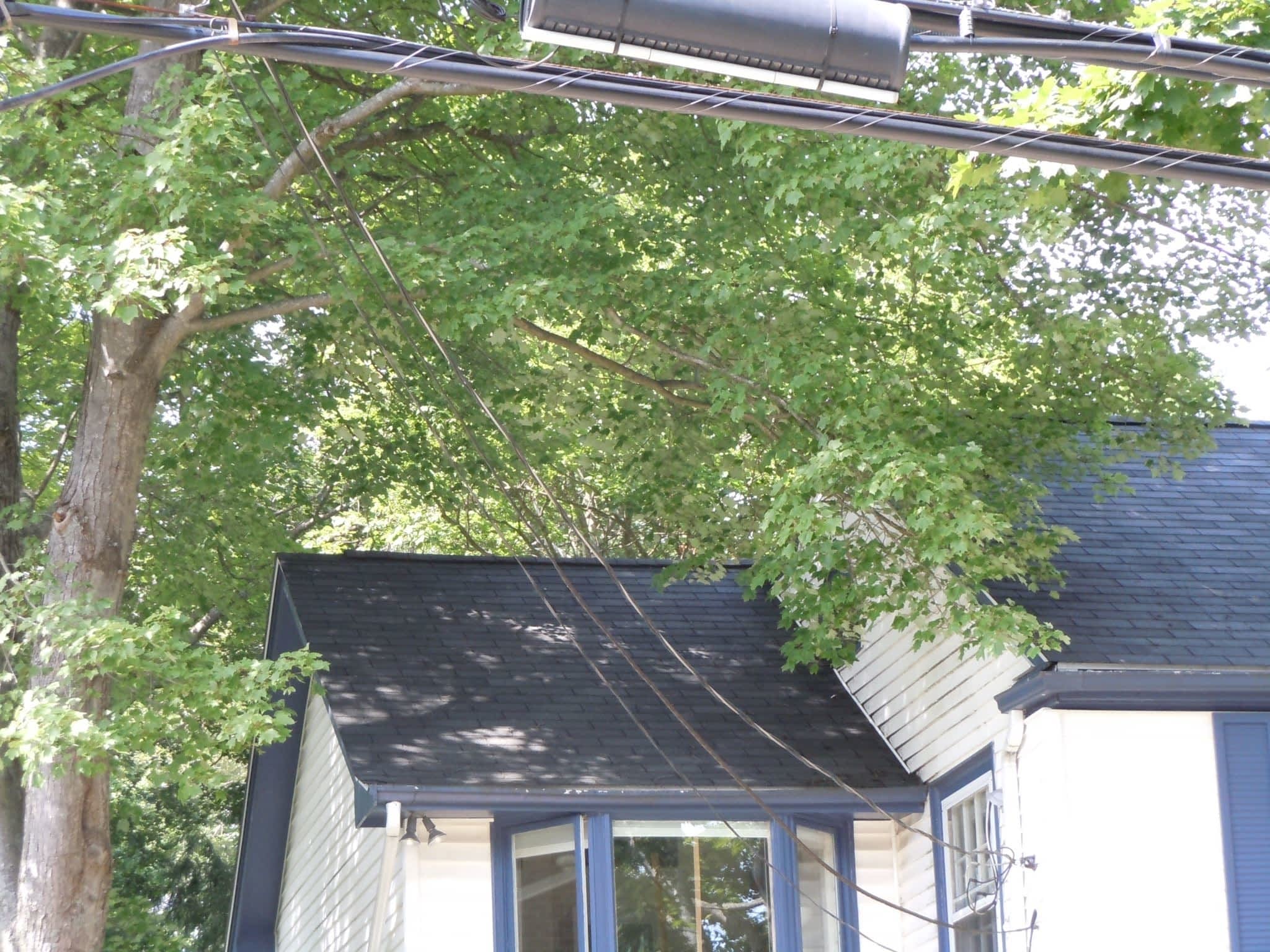 photo Solid Tree Care