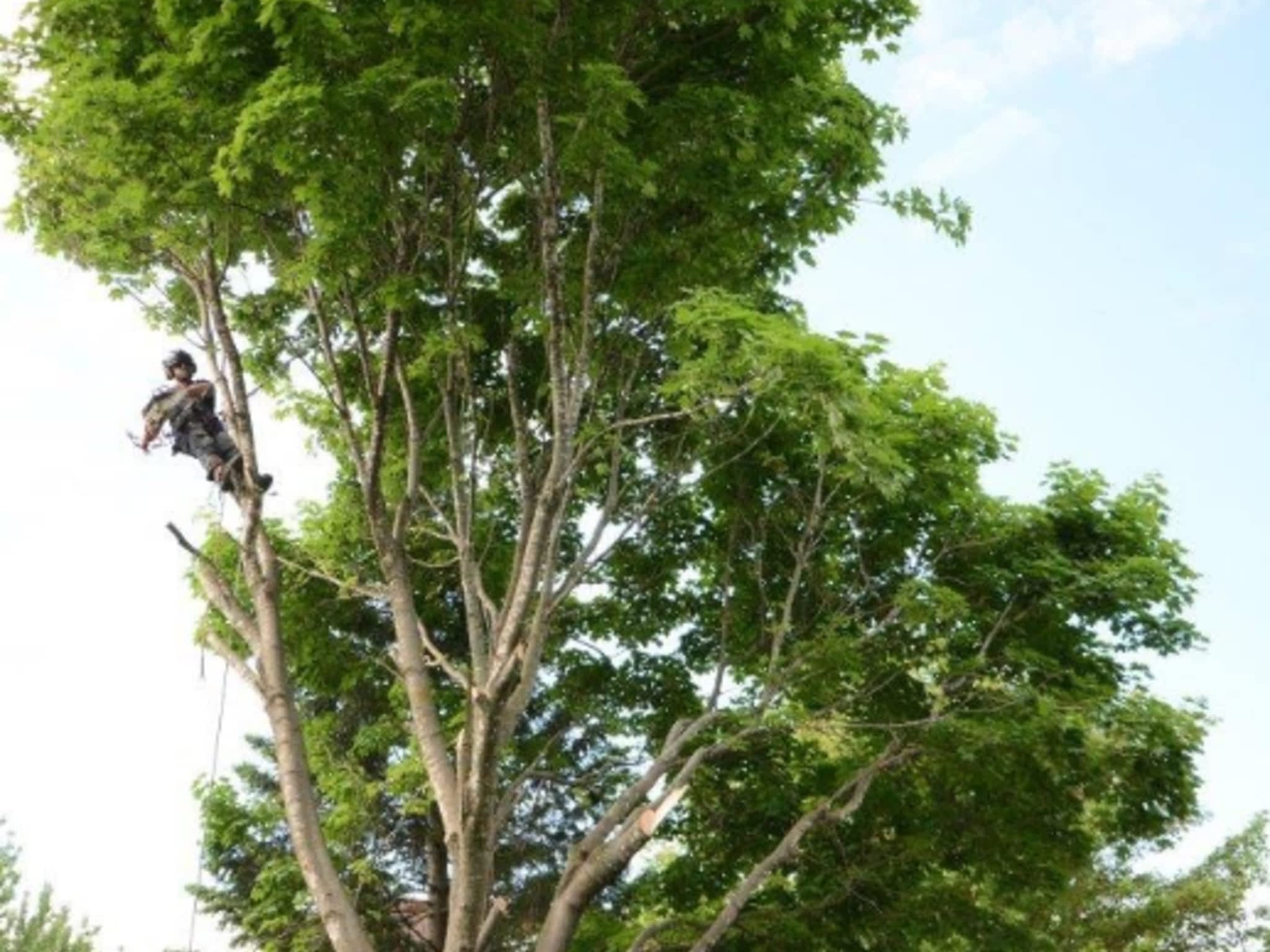 photo Arboriste Elite