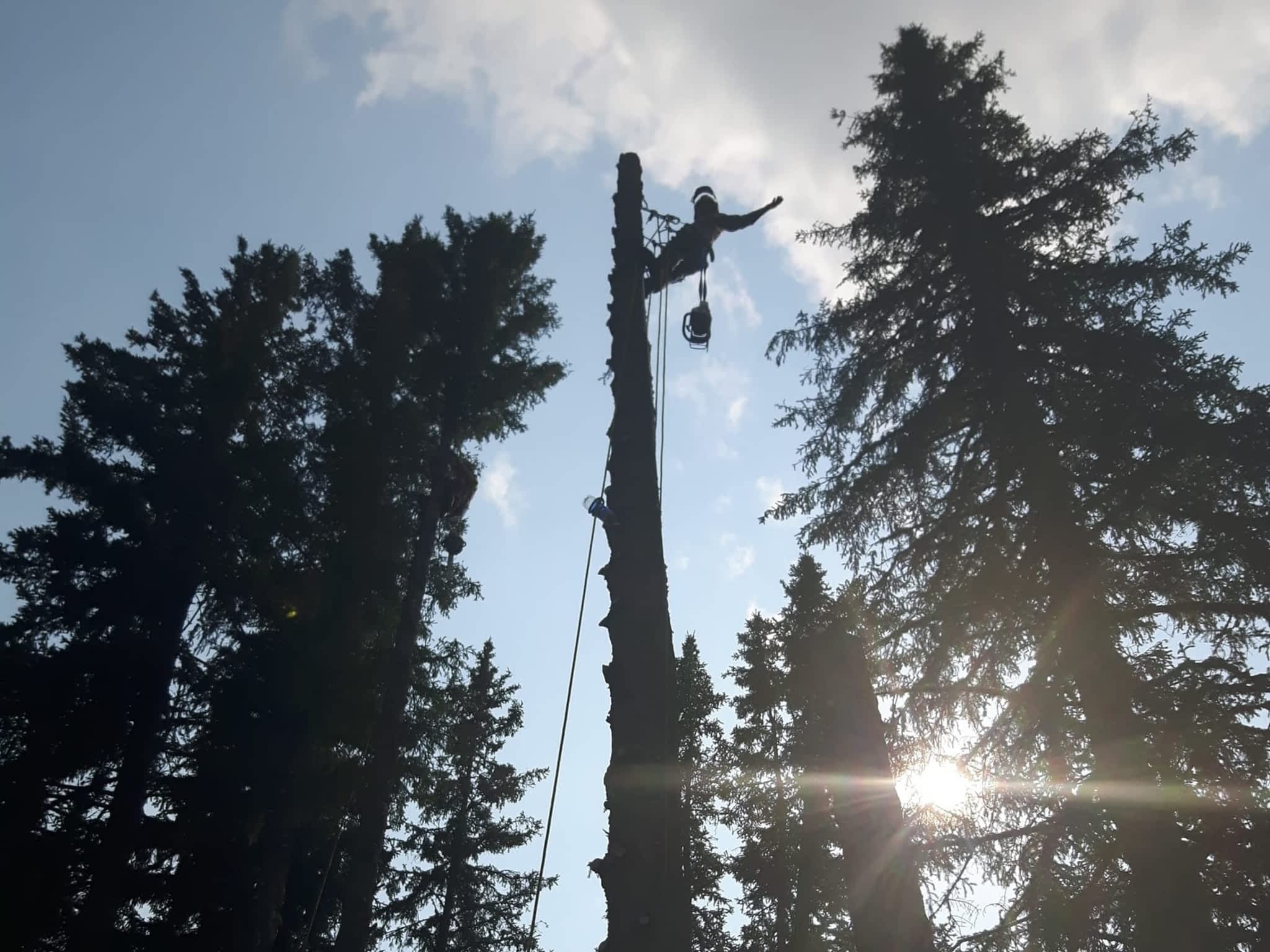 photo Wileys Tree Services