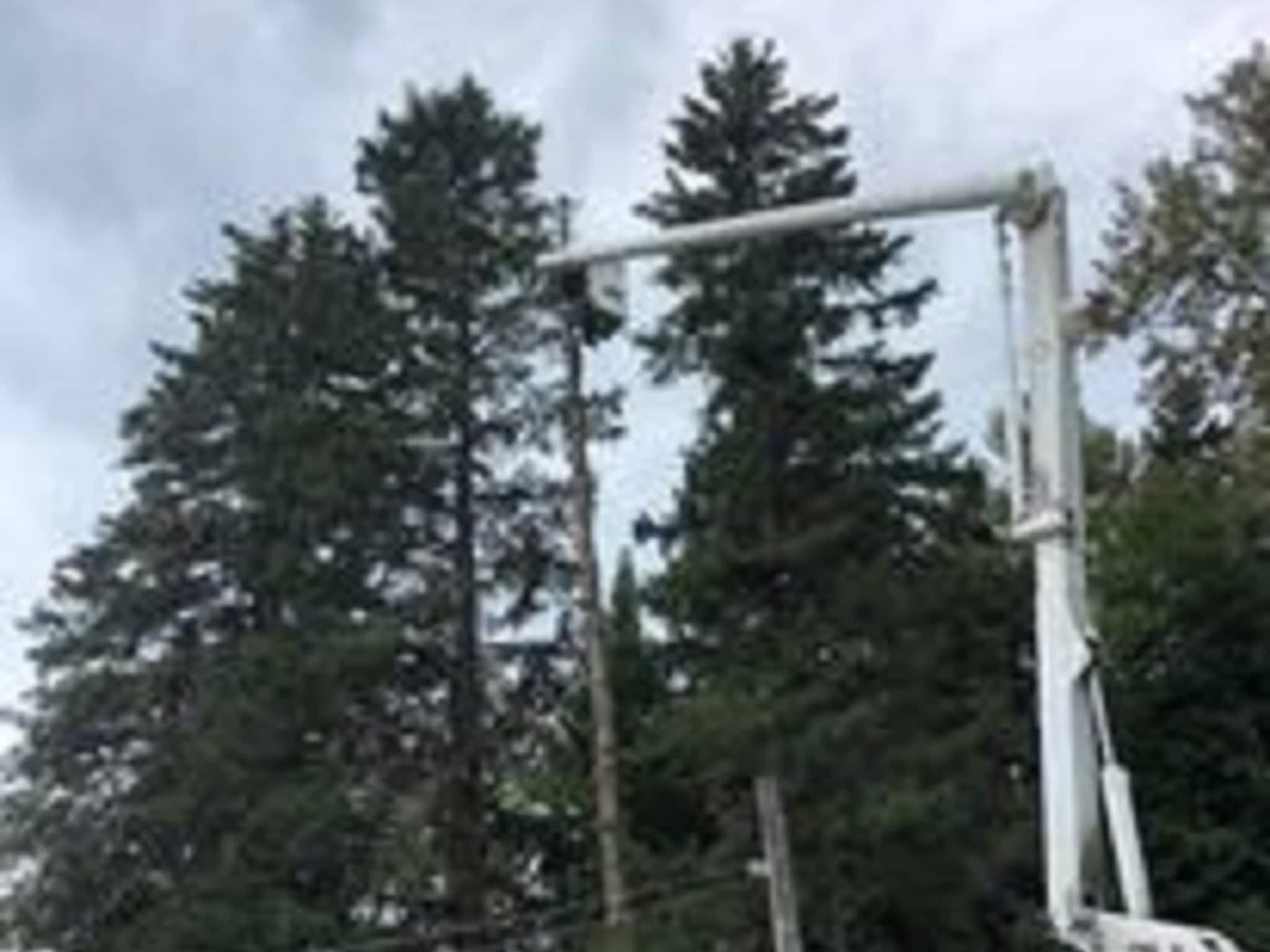 photo Macsemchuk Tree Services