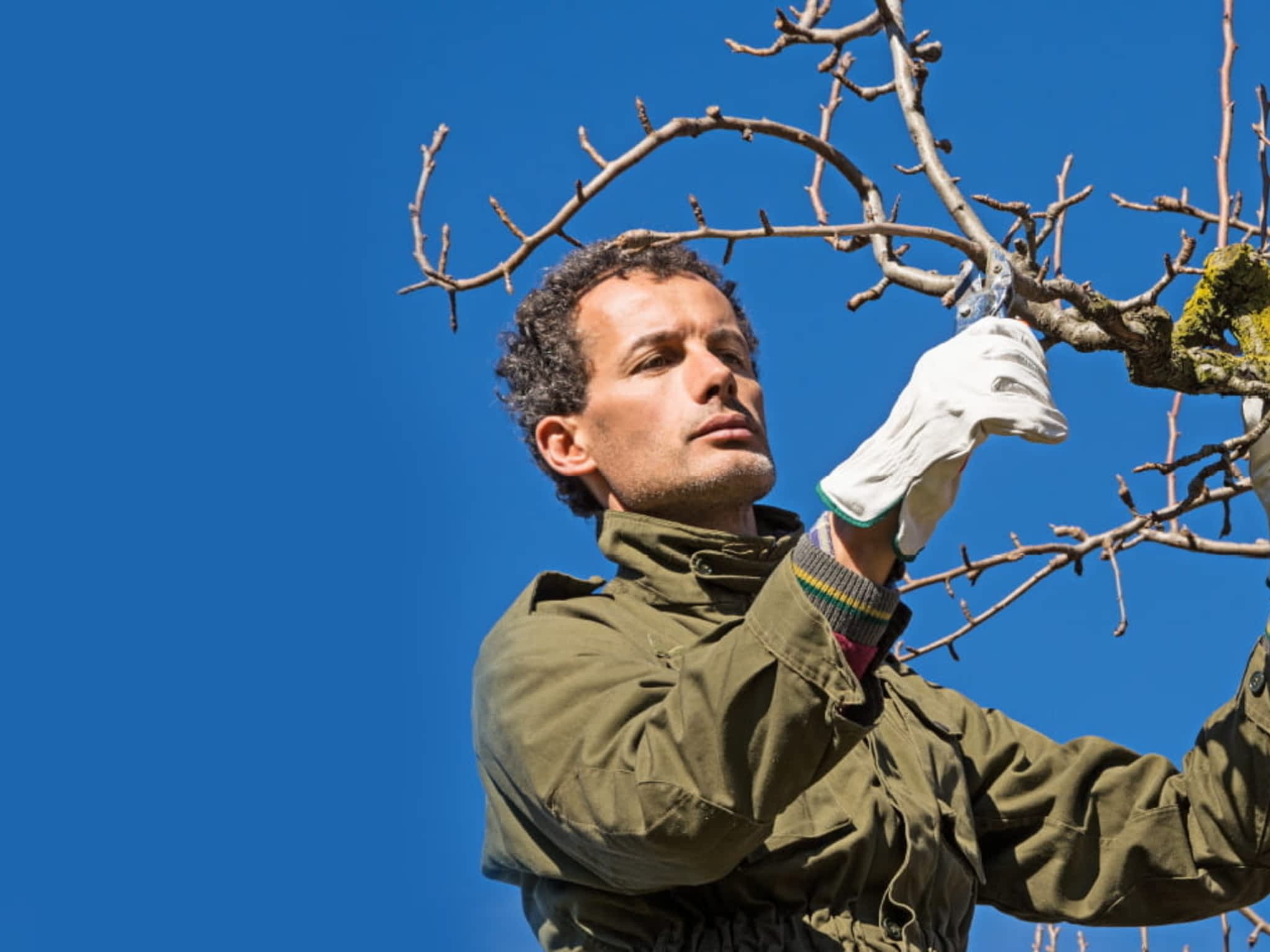 photo Superior Tree Solutions