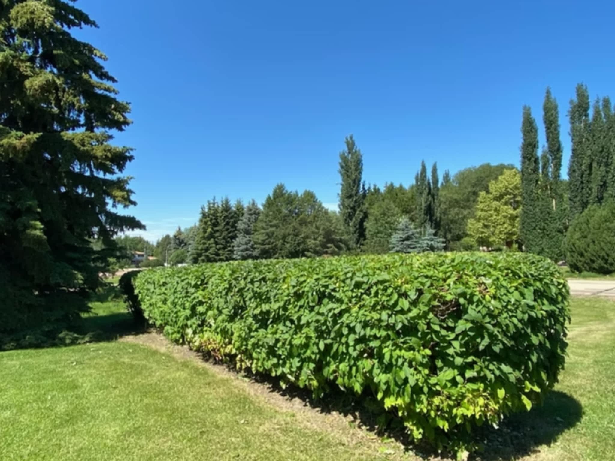 photo Edmonton Tree Care