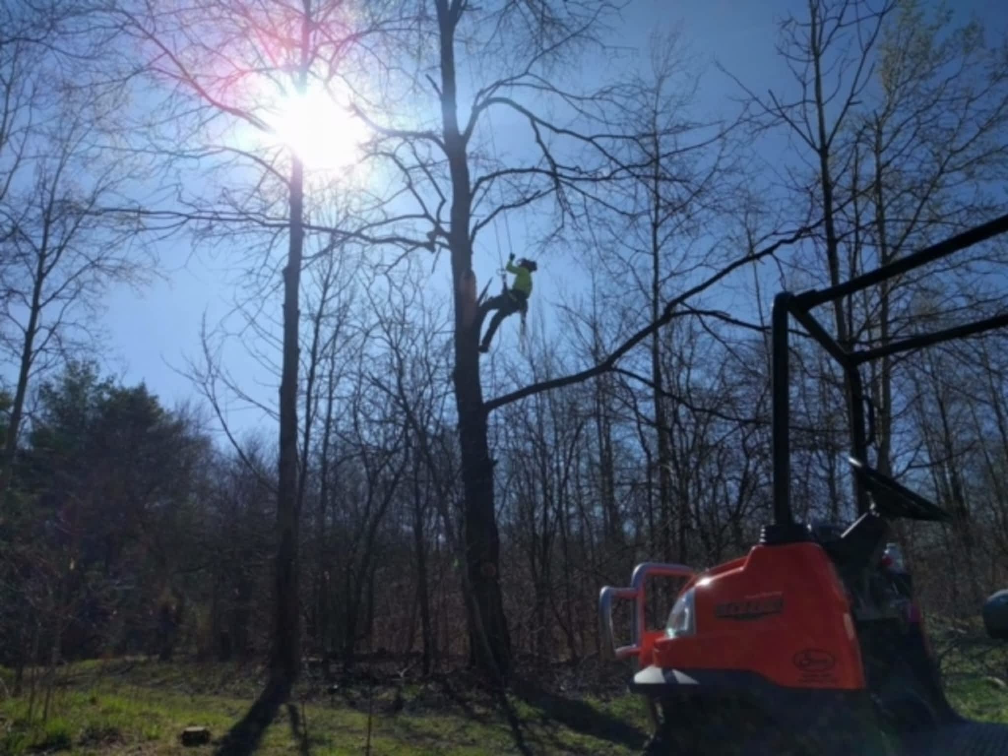 photo Ott's Tree Service