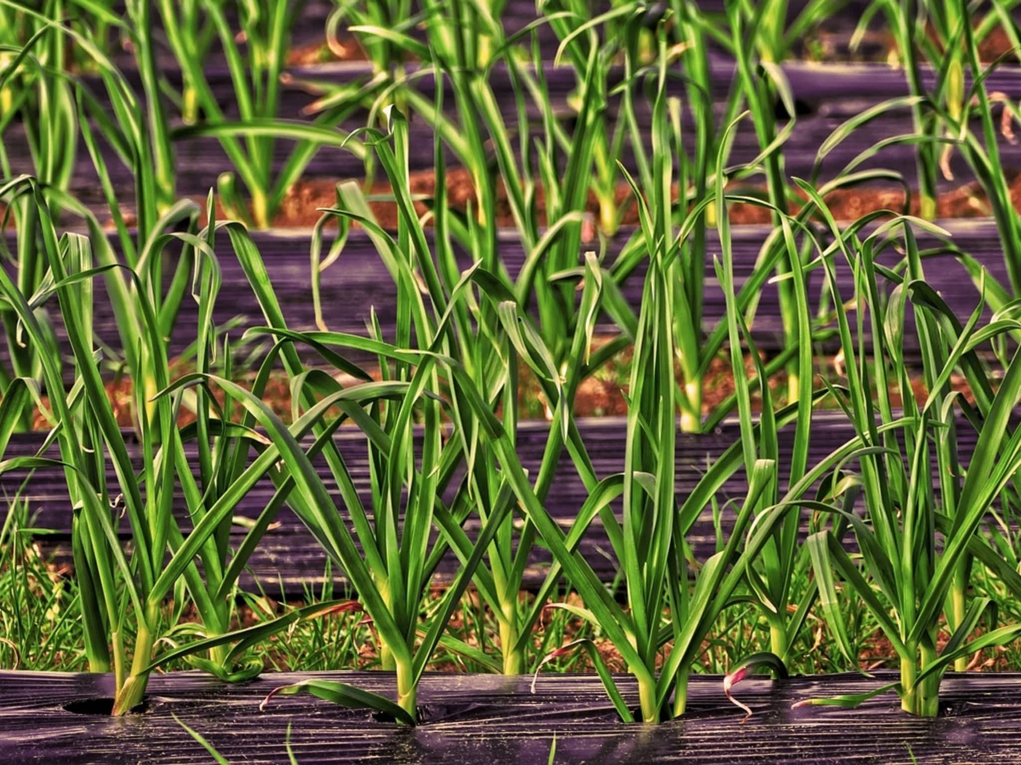 photo Skid Steer Services Mulching