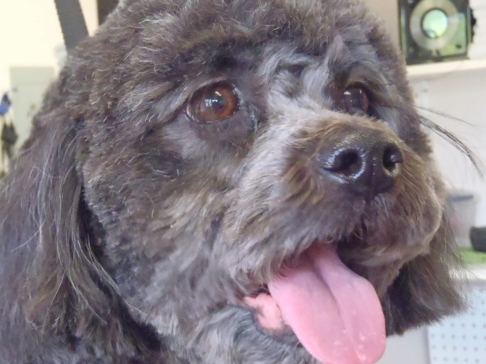 photo Thoughtful Paws