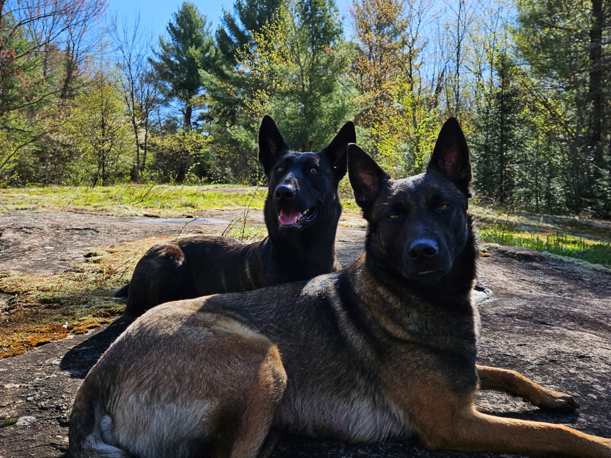 photo Muskoka K9