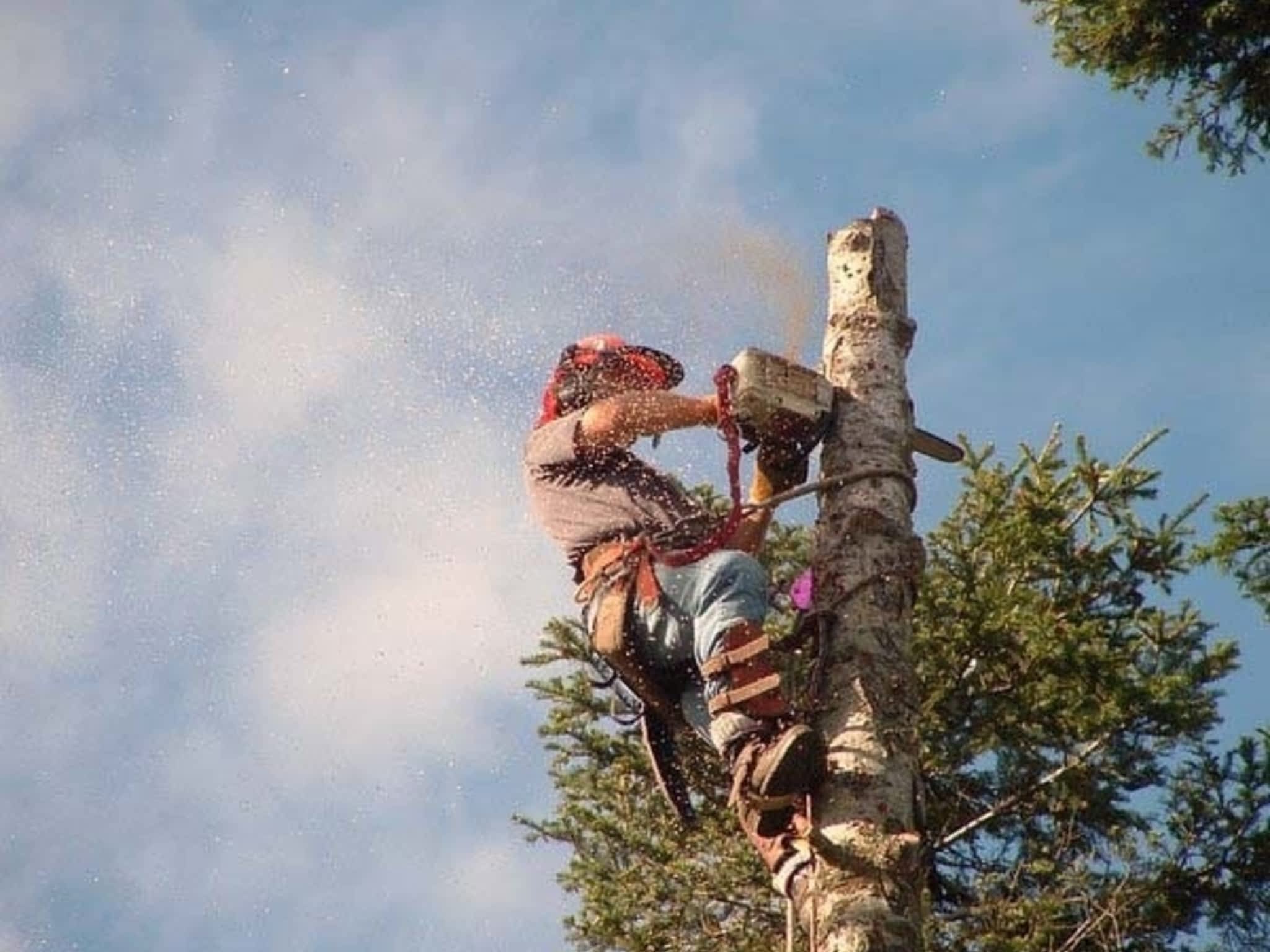 photo Harbourview Tree Experts