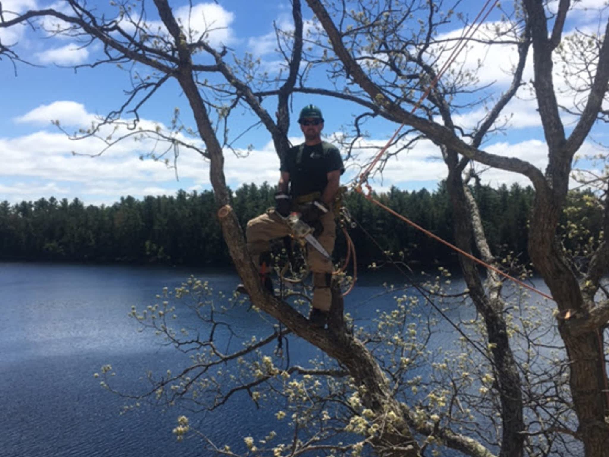 photo O'Brien tree services